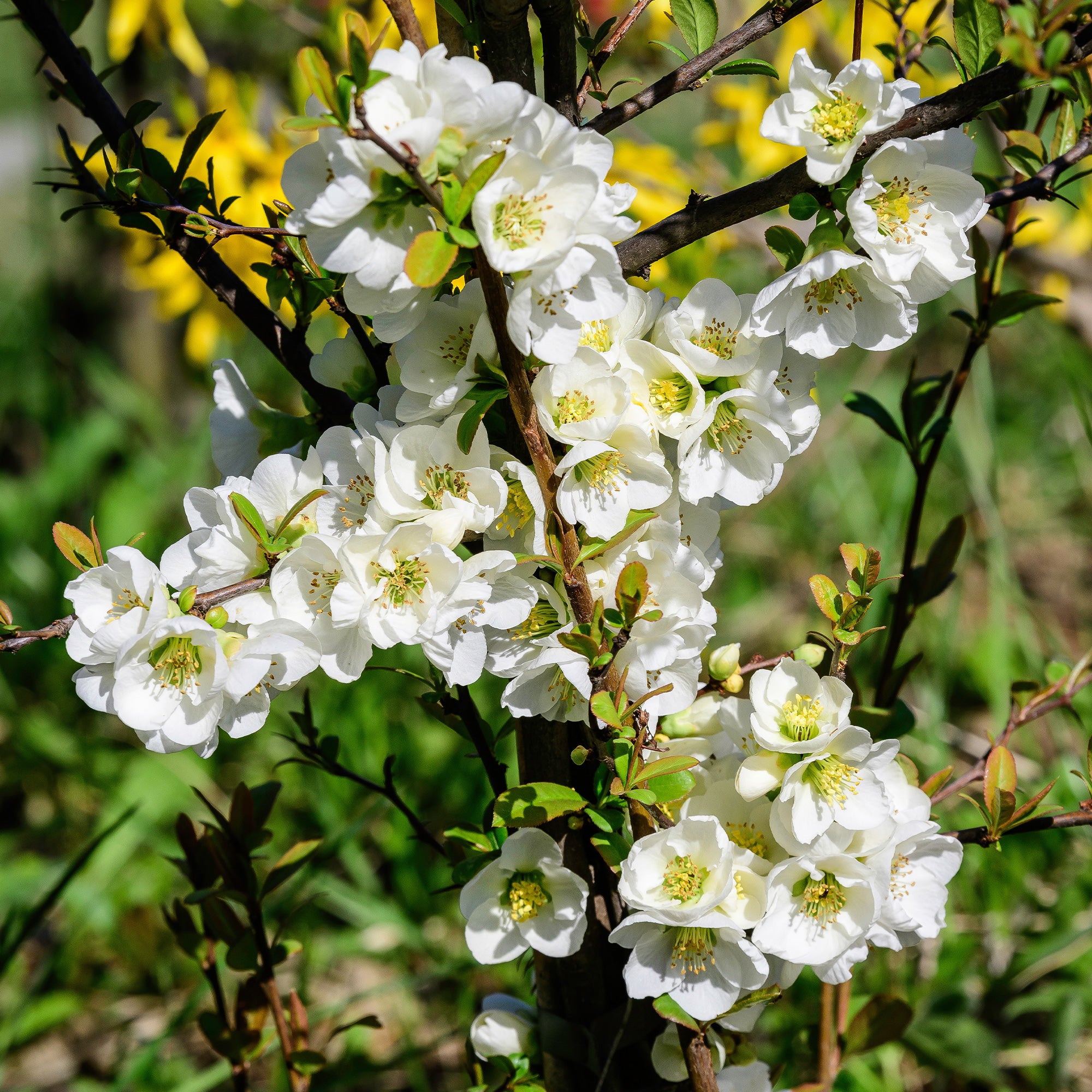 Miniatuur 1