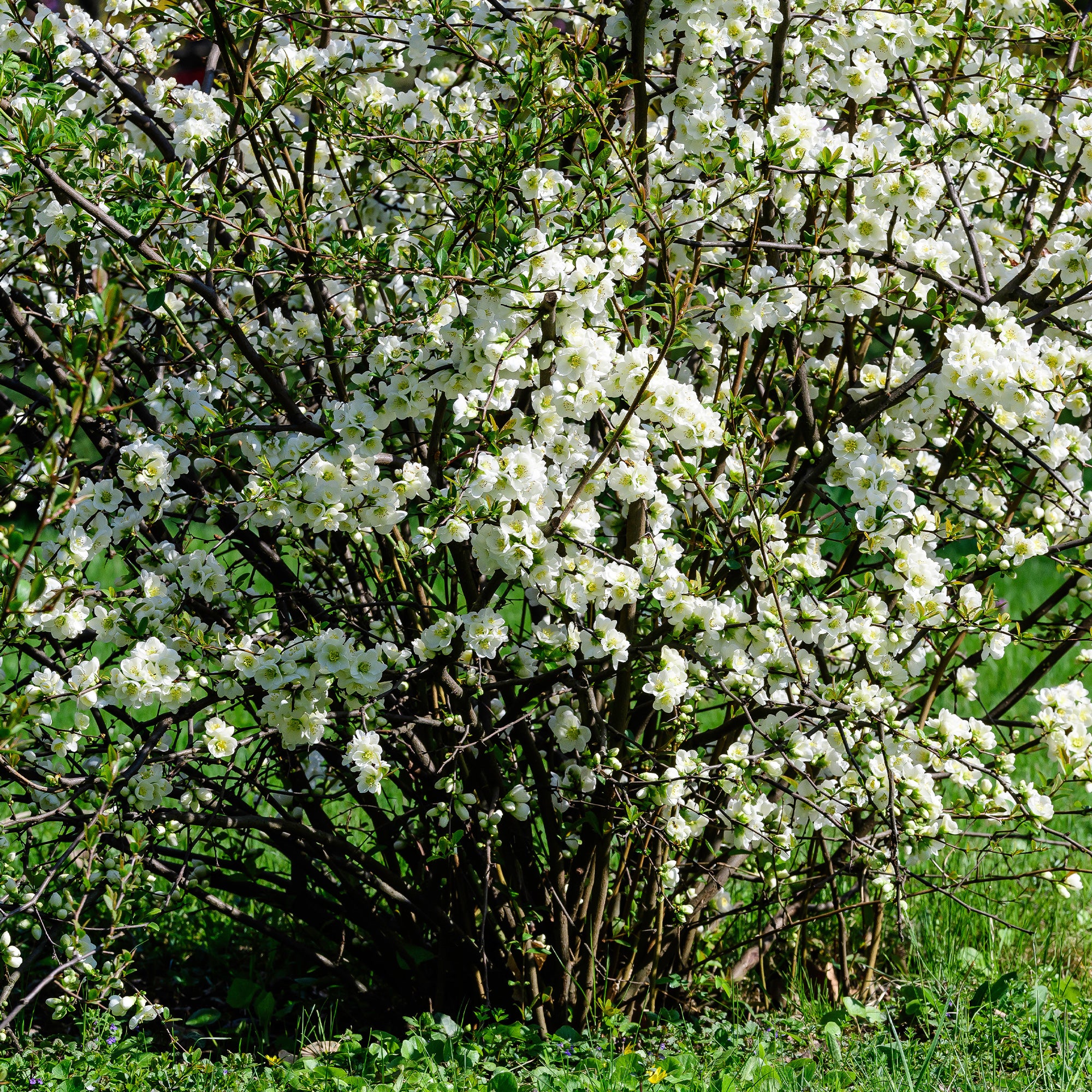 Miniatuur 2
