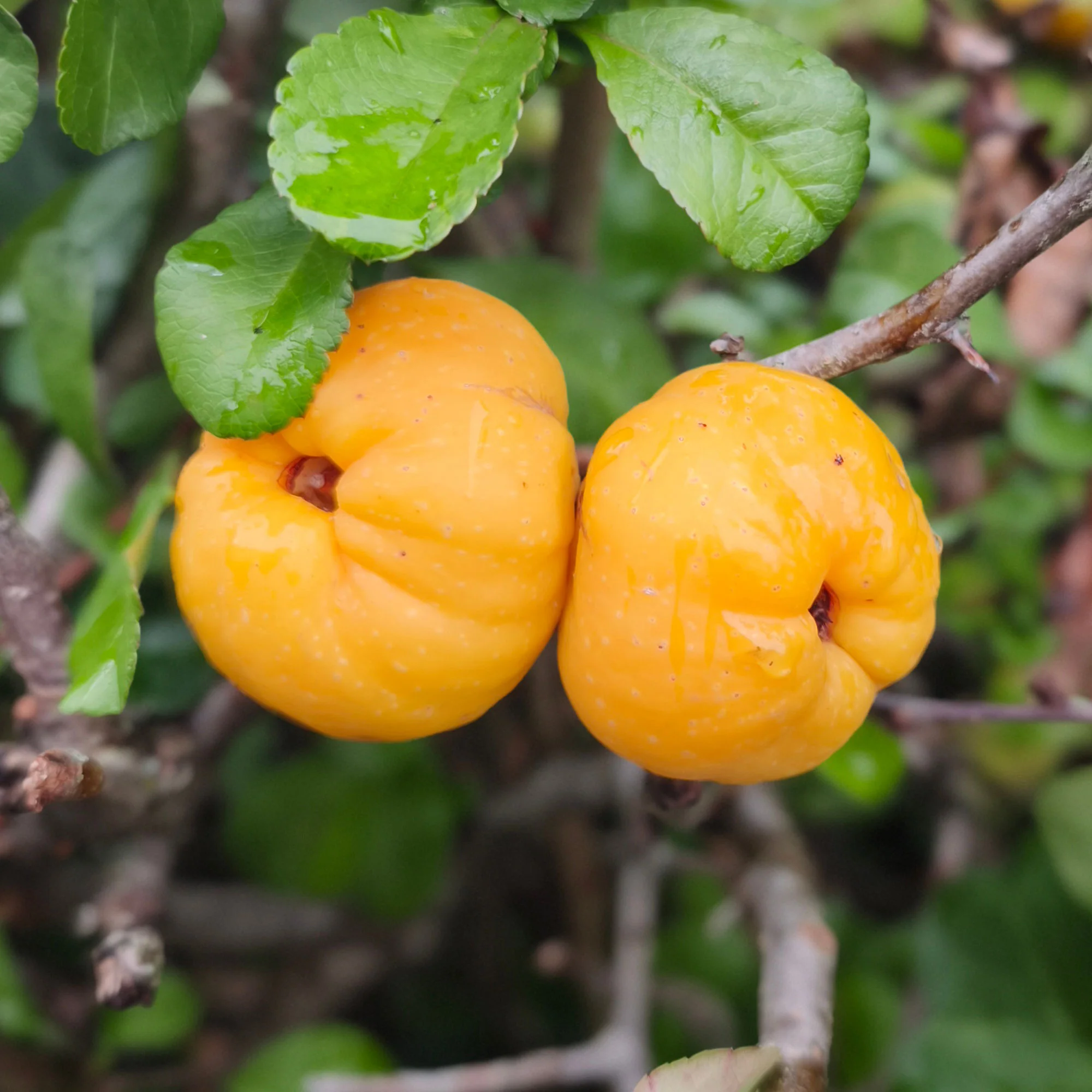 Miniatuur 2