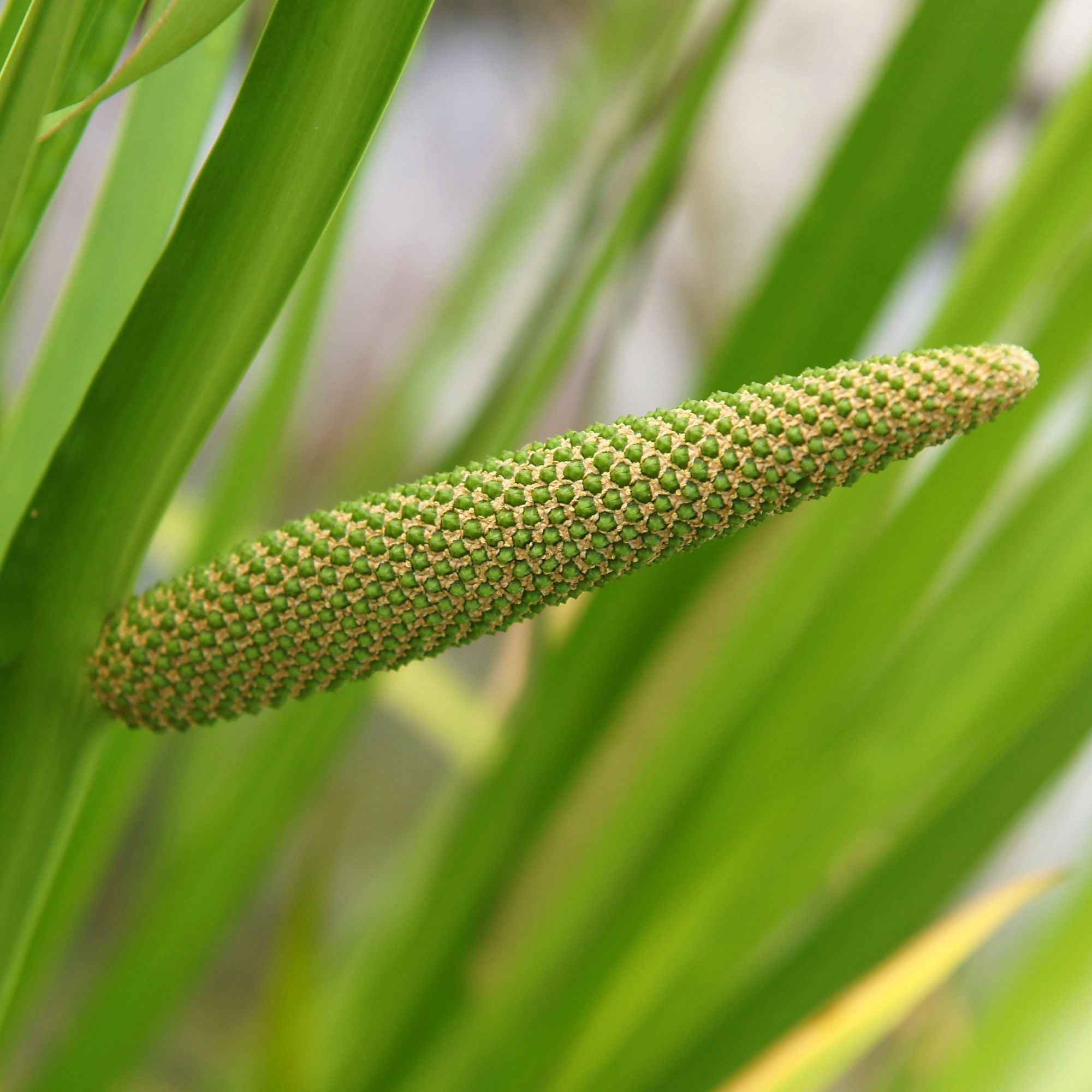 Miniatuur 2