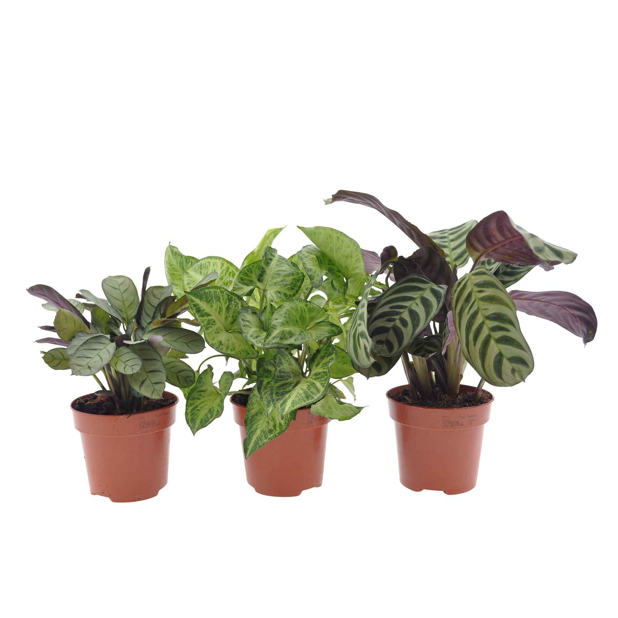 Miniatuur 2