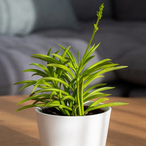 Miniatuur 2