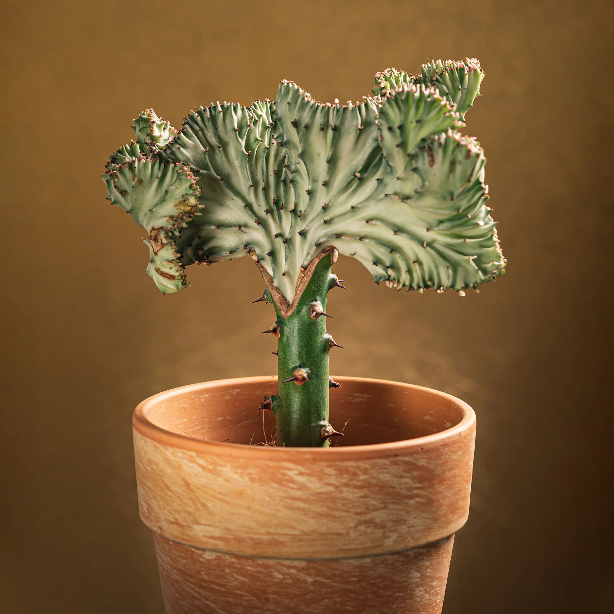 Miniatuur 1