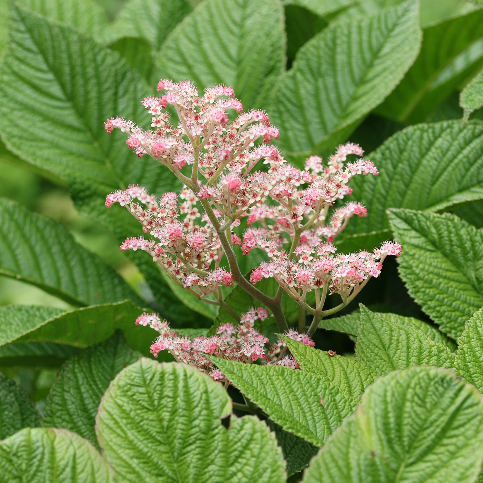 Miniatuur 2