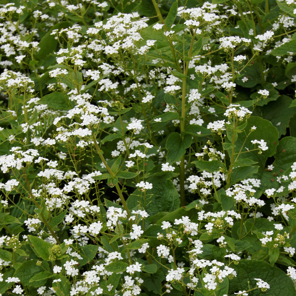 Miniatuur 2