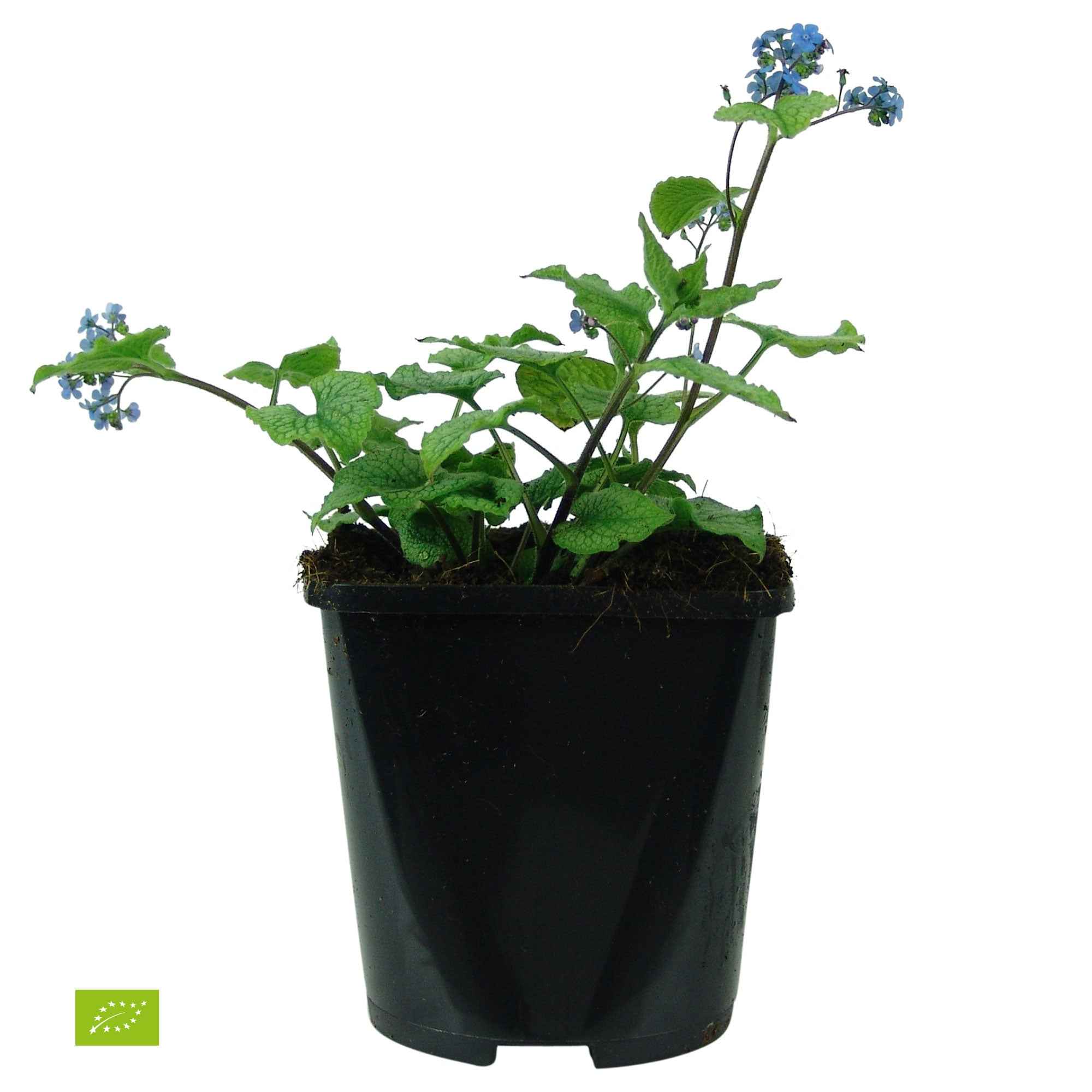 Miniatuur 2