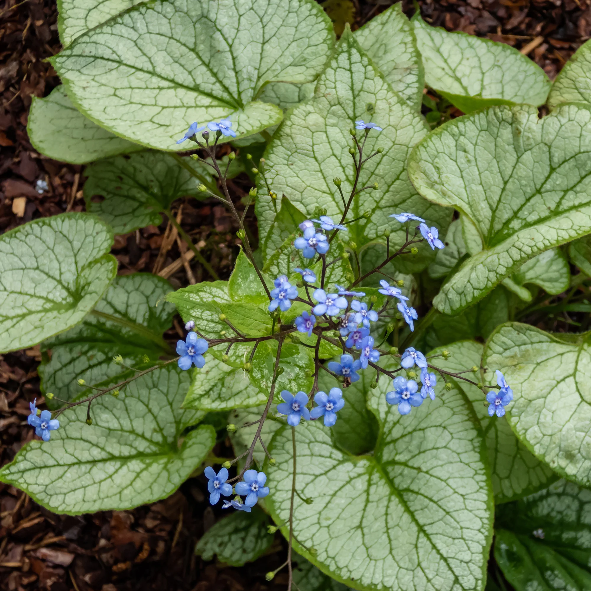 Miniatuur 2