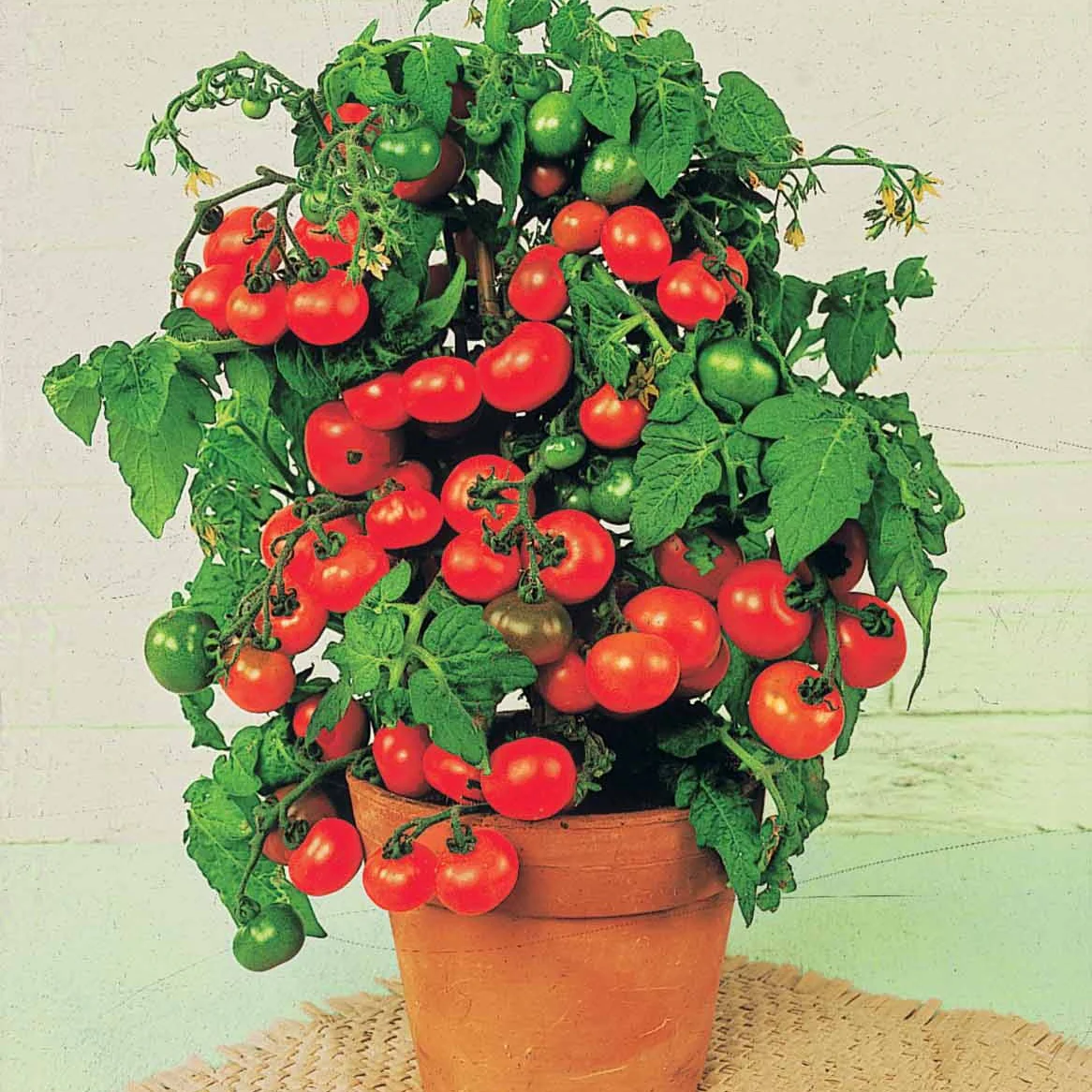 Miniatuur 2