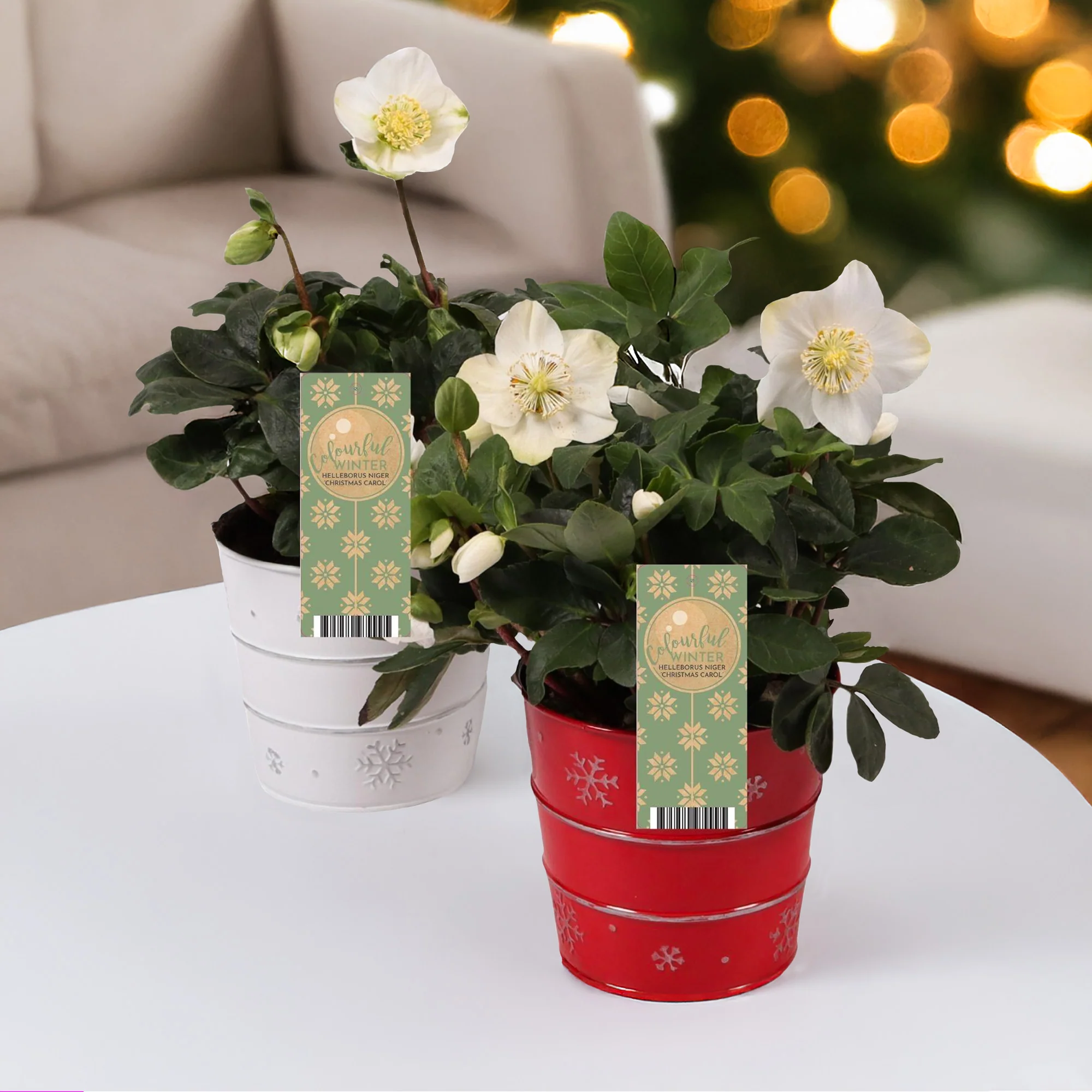 Nieuwe kamerplanten