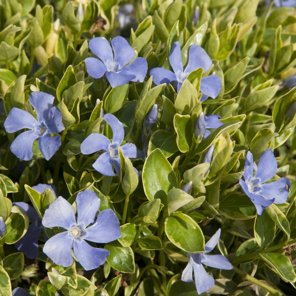 Miniatuur 1