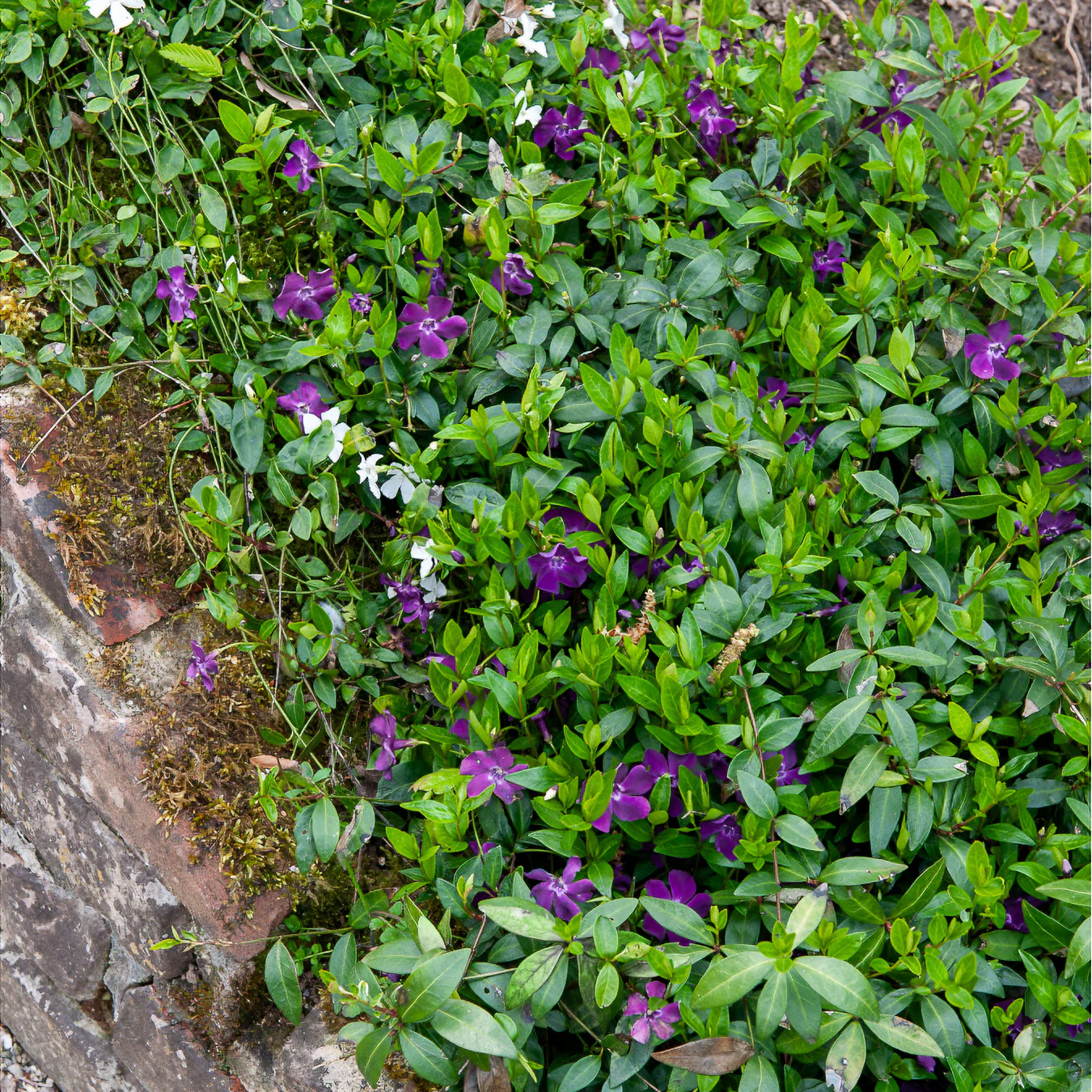 Miniatuur 1