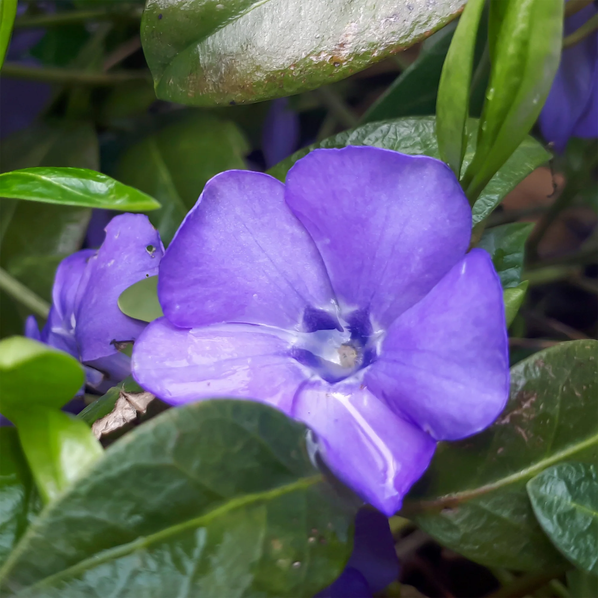 Miniatuur 1