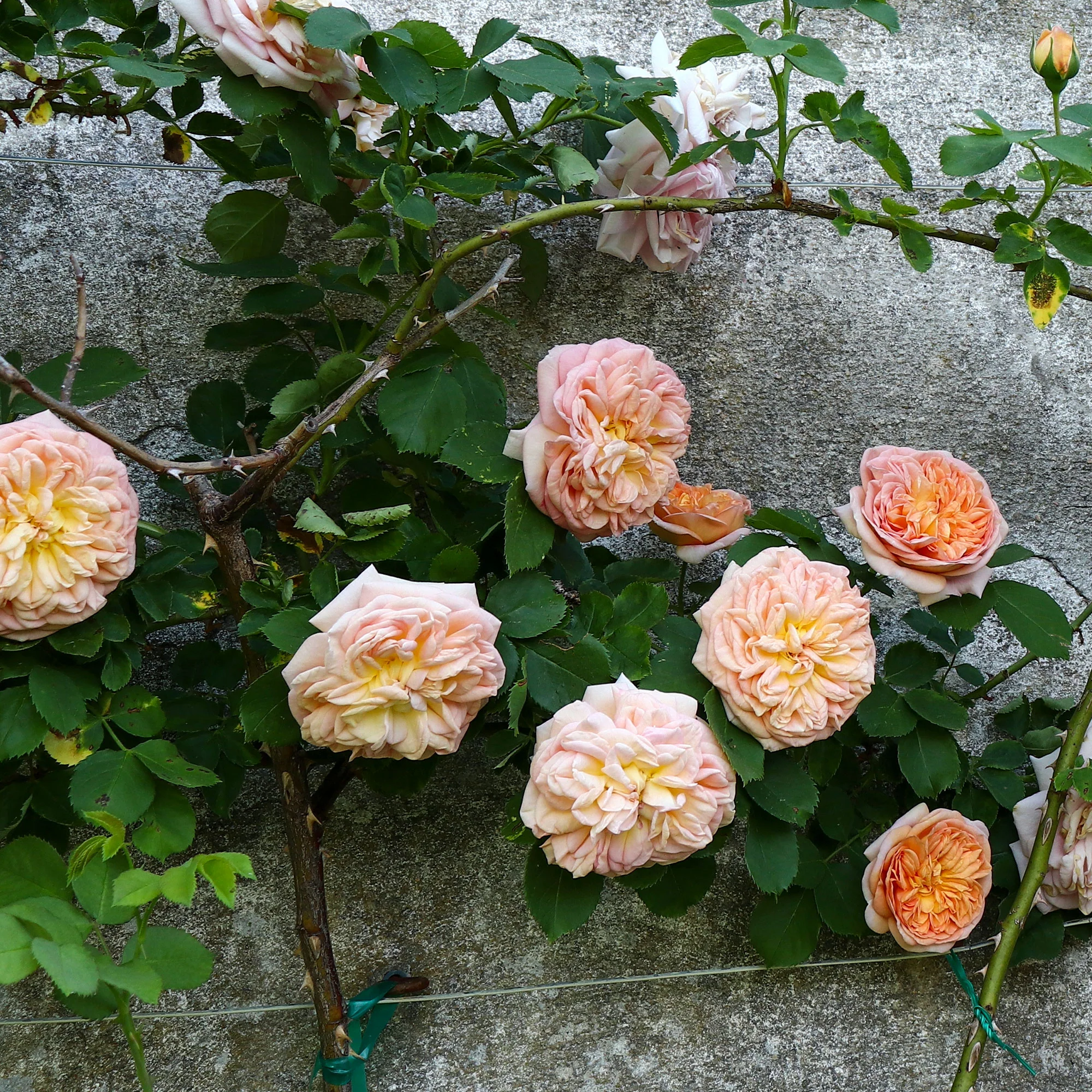 Miniatuur 2