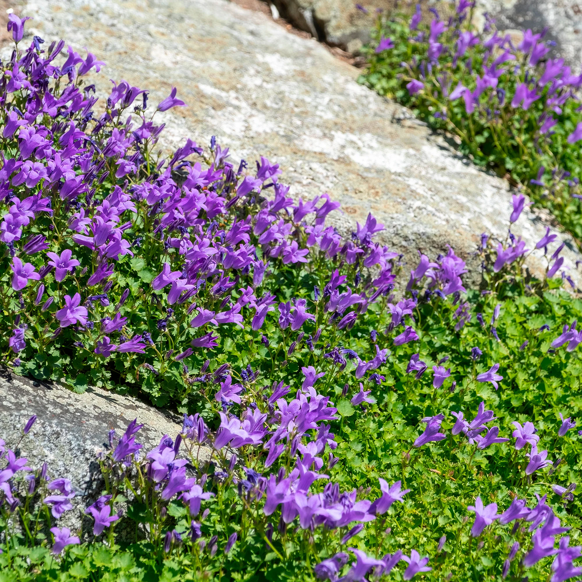 Miniatuur 2