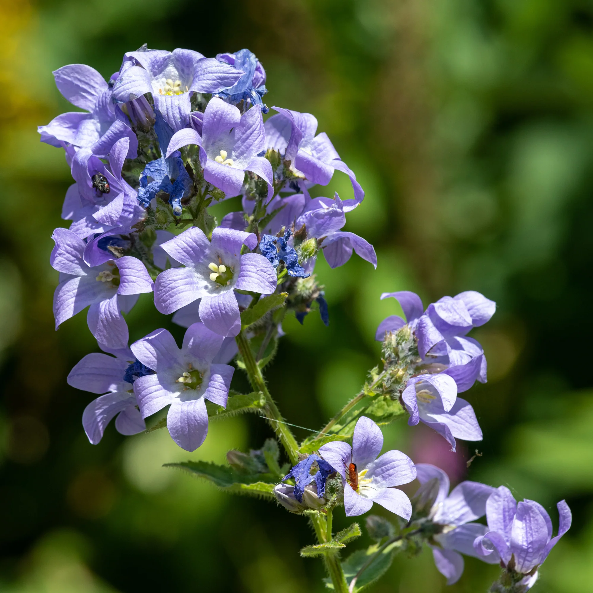 Miniatuur 2