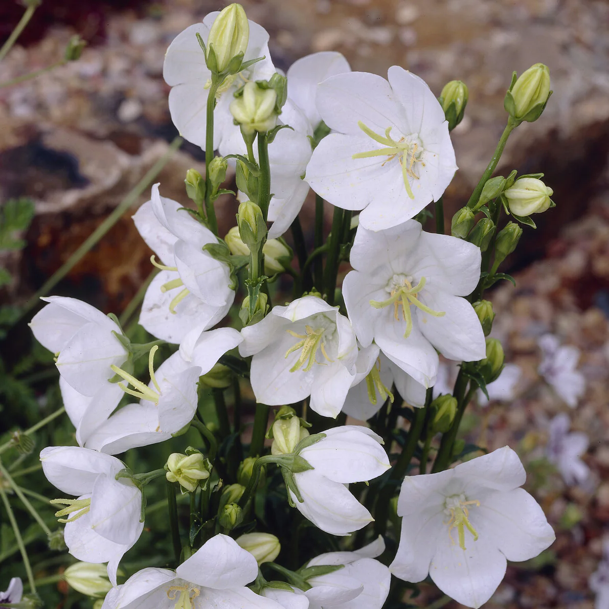 Miniatuur 1