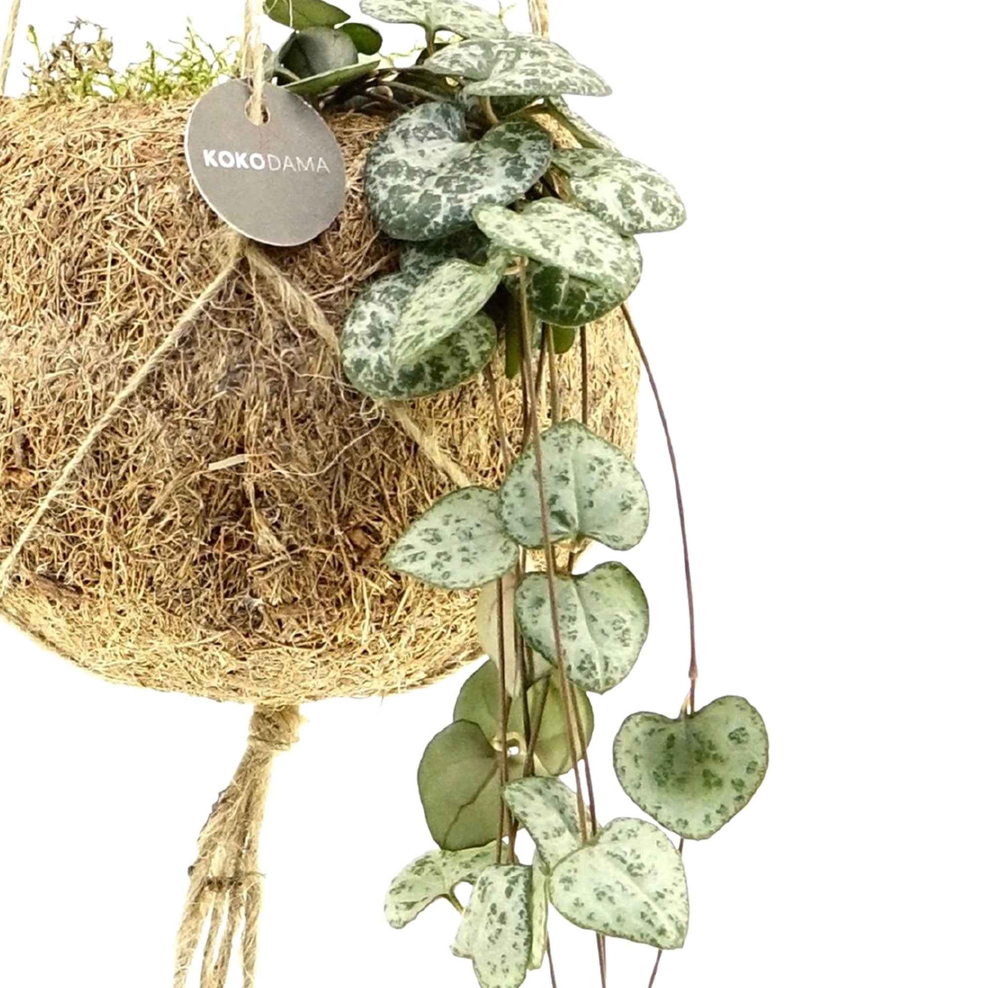 Miniatuur 1