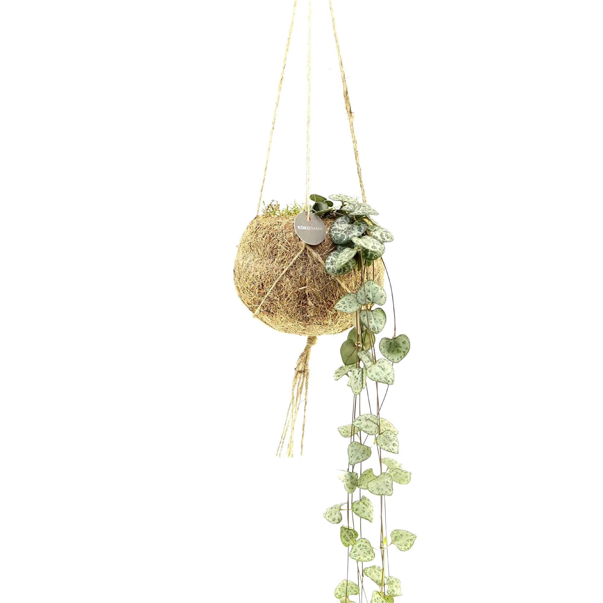 Miniatuur 2