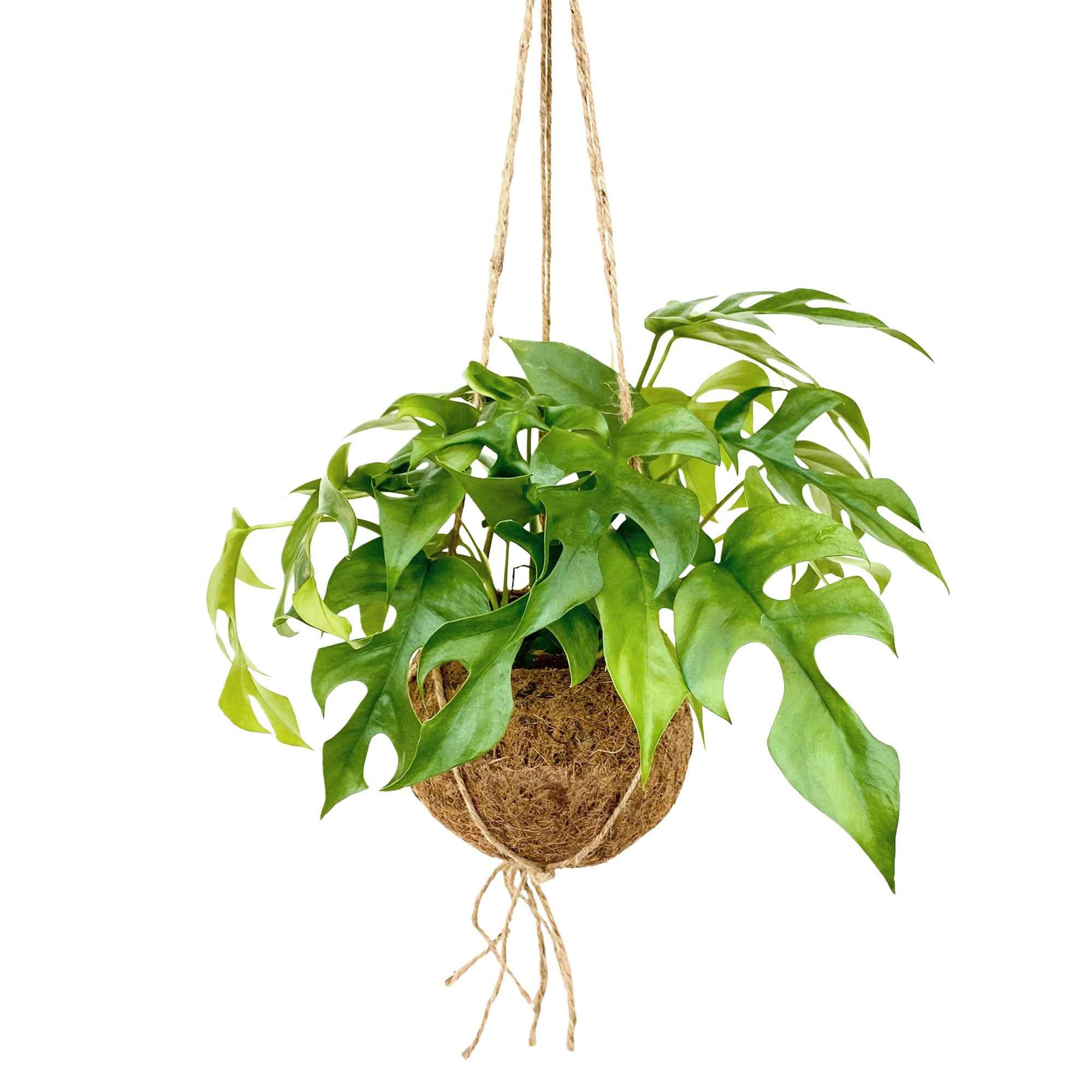 Miniatuur 1