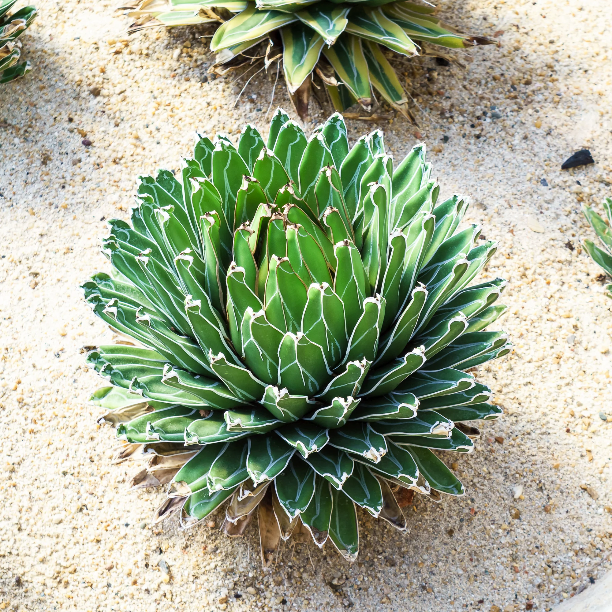 Miniatuur 2