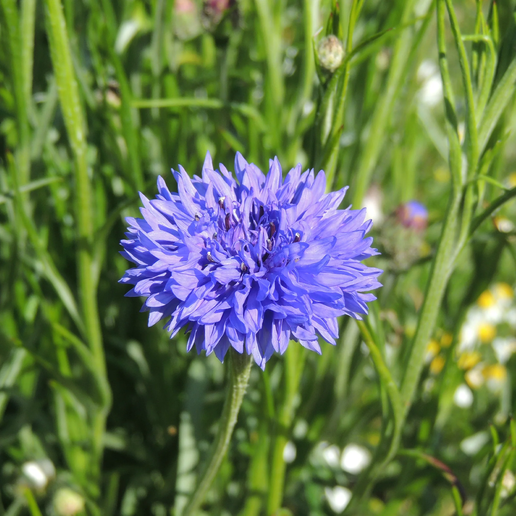 Miniatuur 2