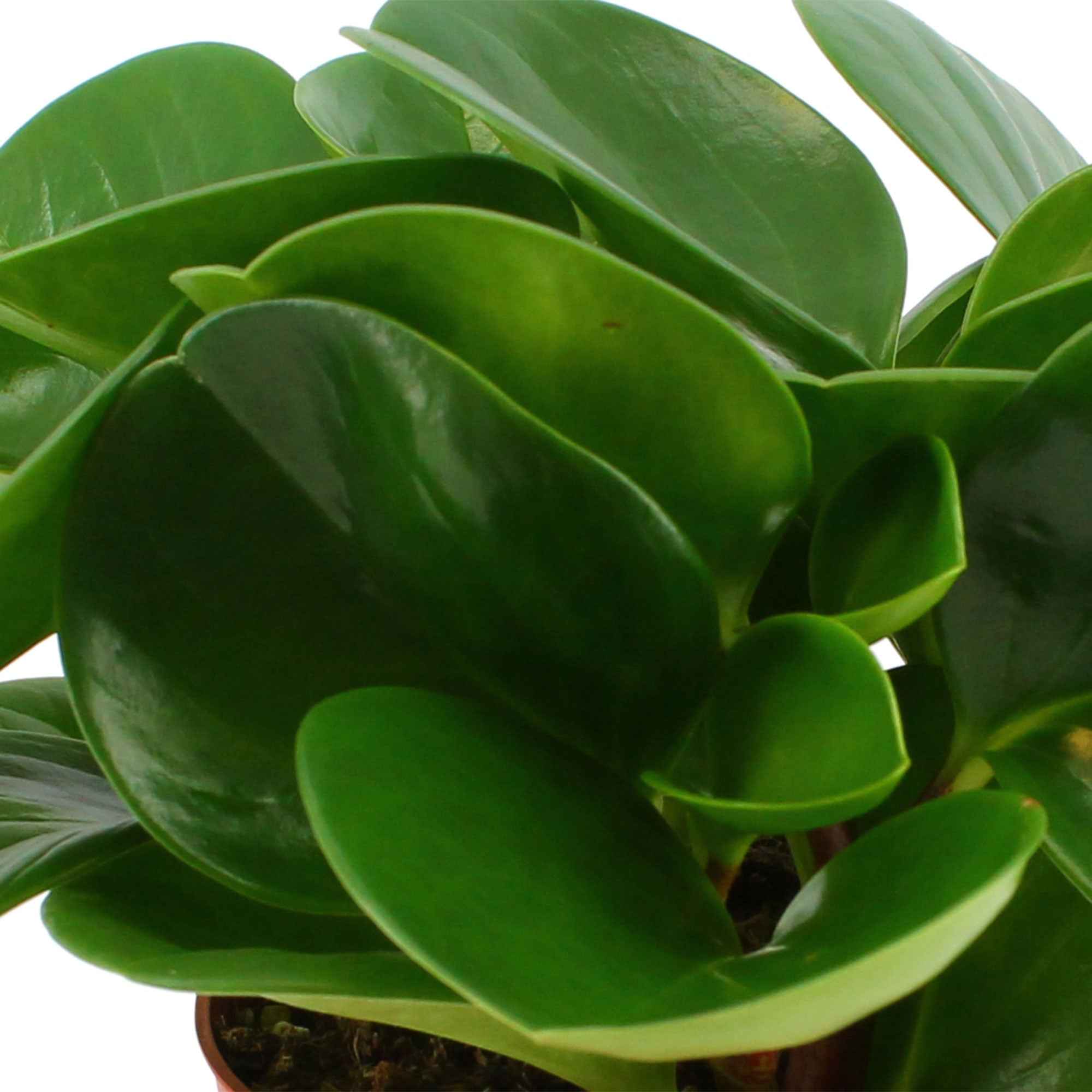 Miniatuur 2