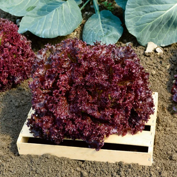 Miniatuur 1