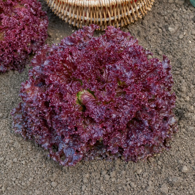 Miniatuur 2