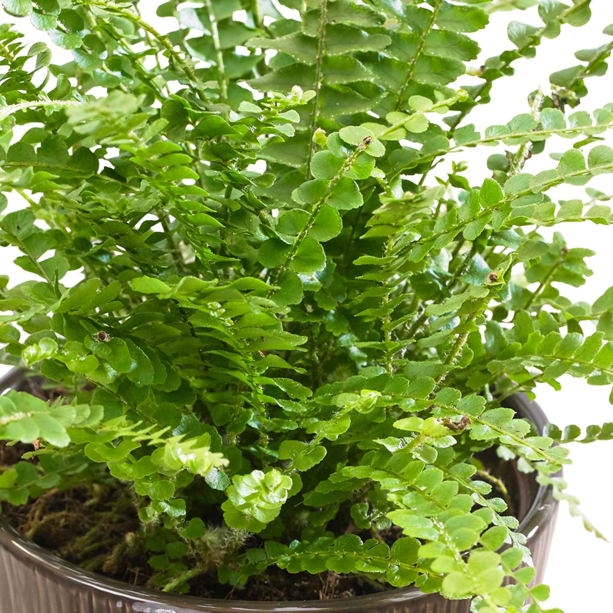 Miniatuur 2