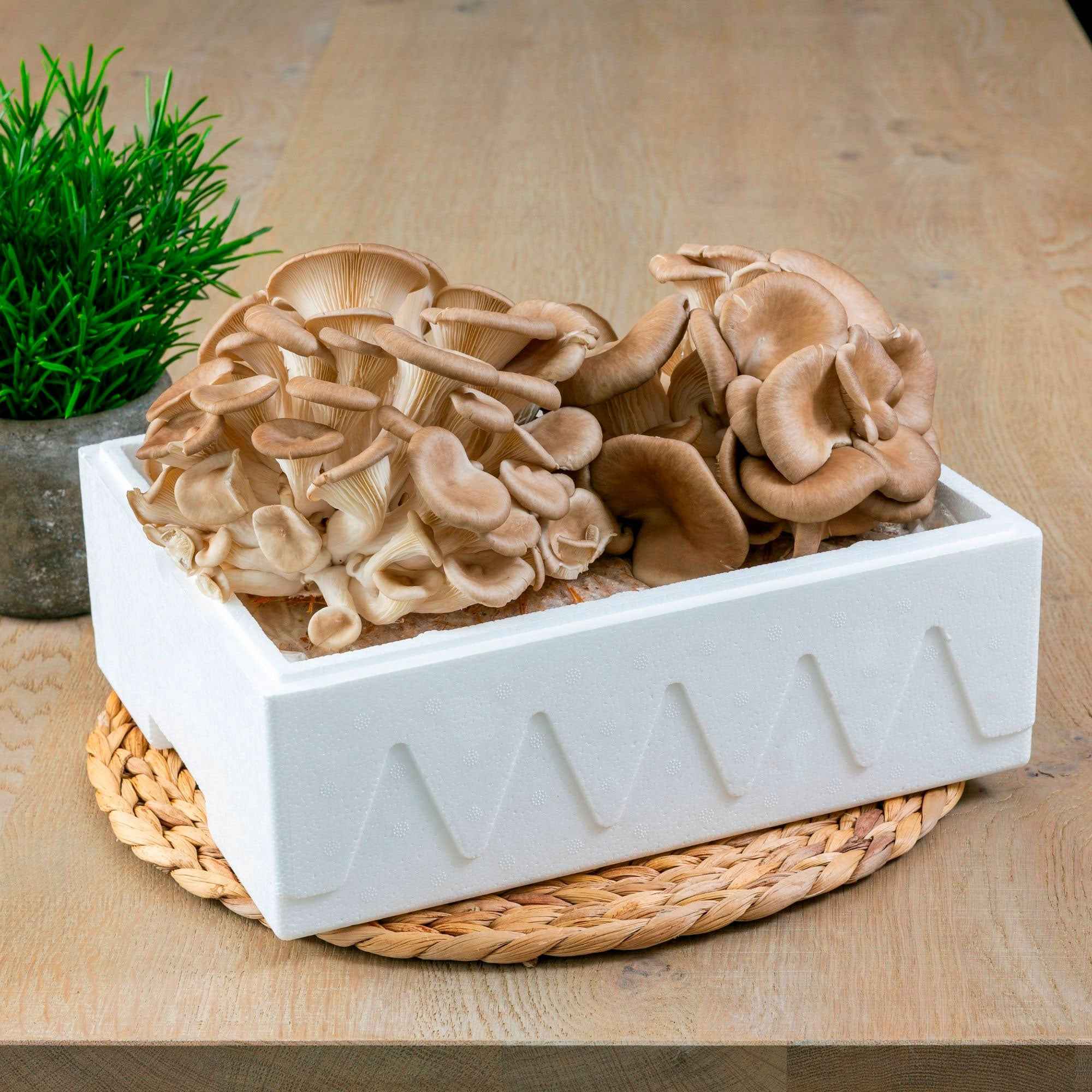 Miniatuur 1