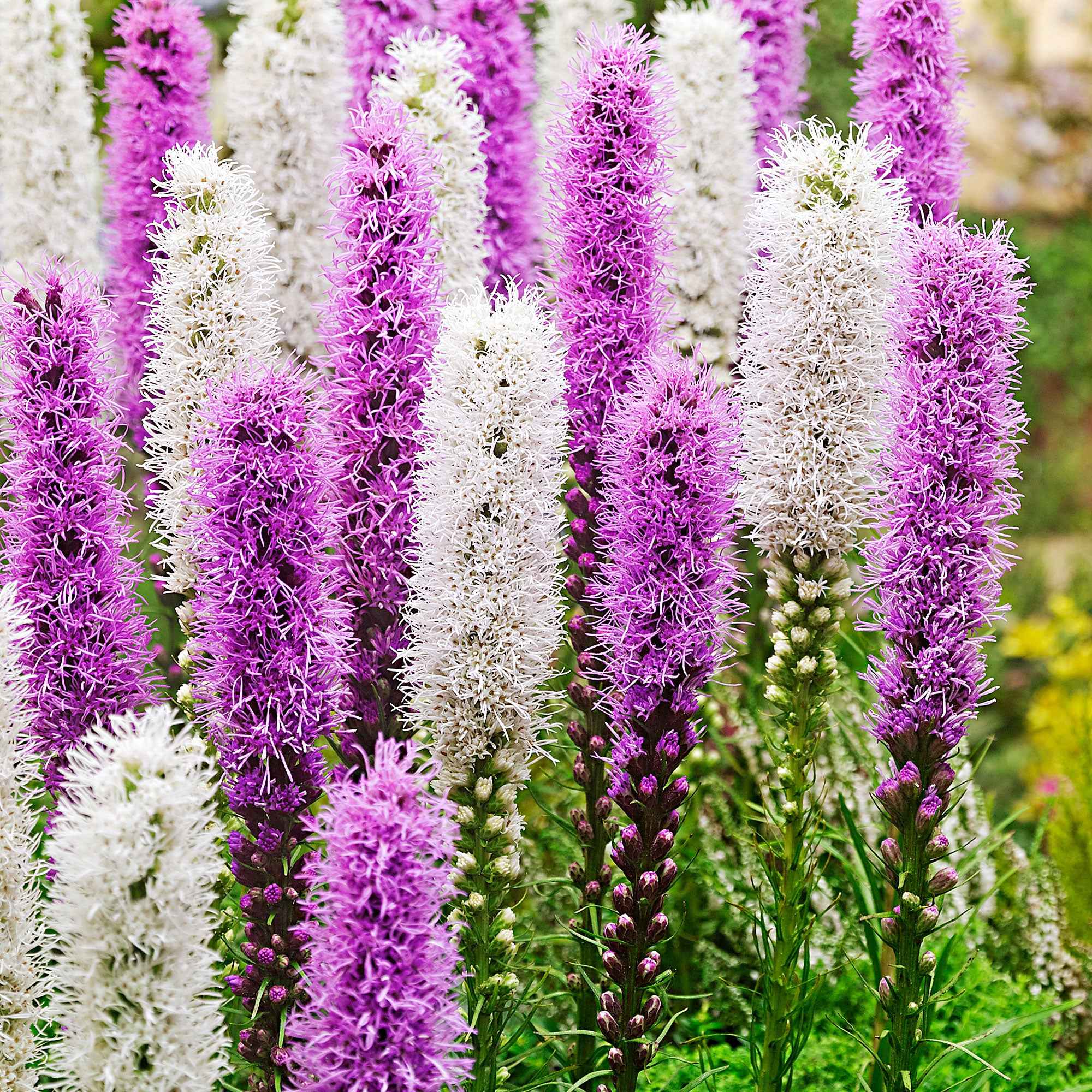 Miniatuur 1