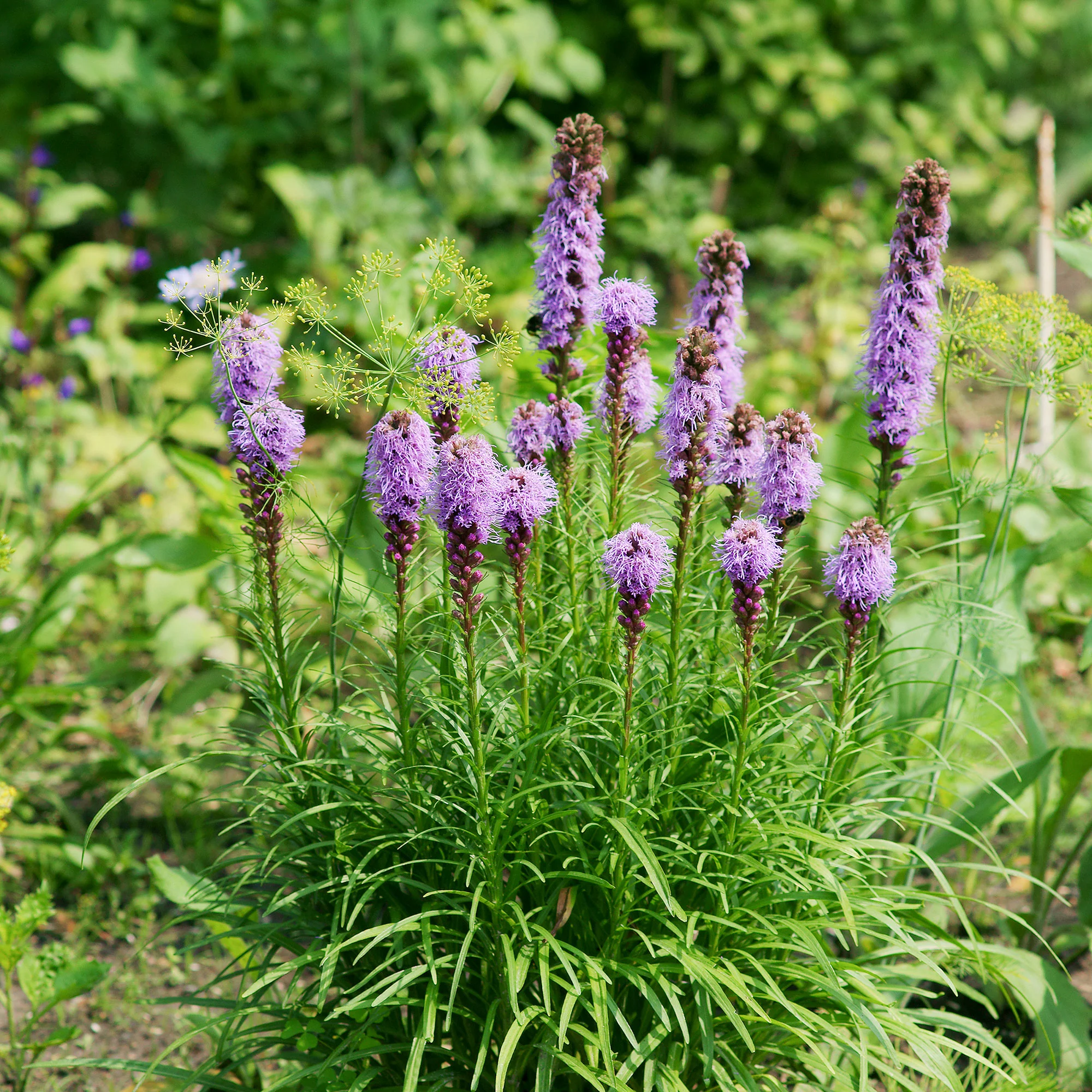 Miniatuur 1