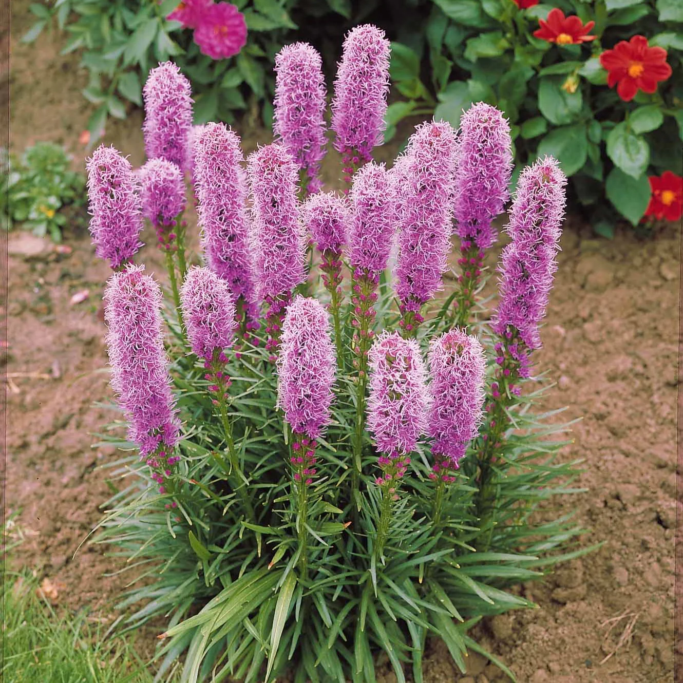 Miniatuur 2