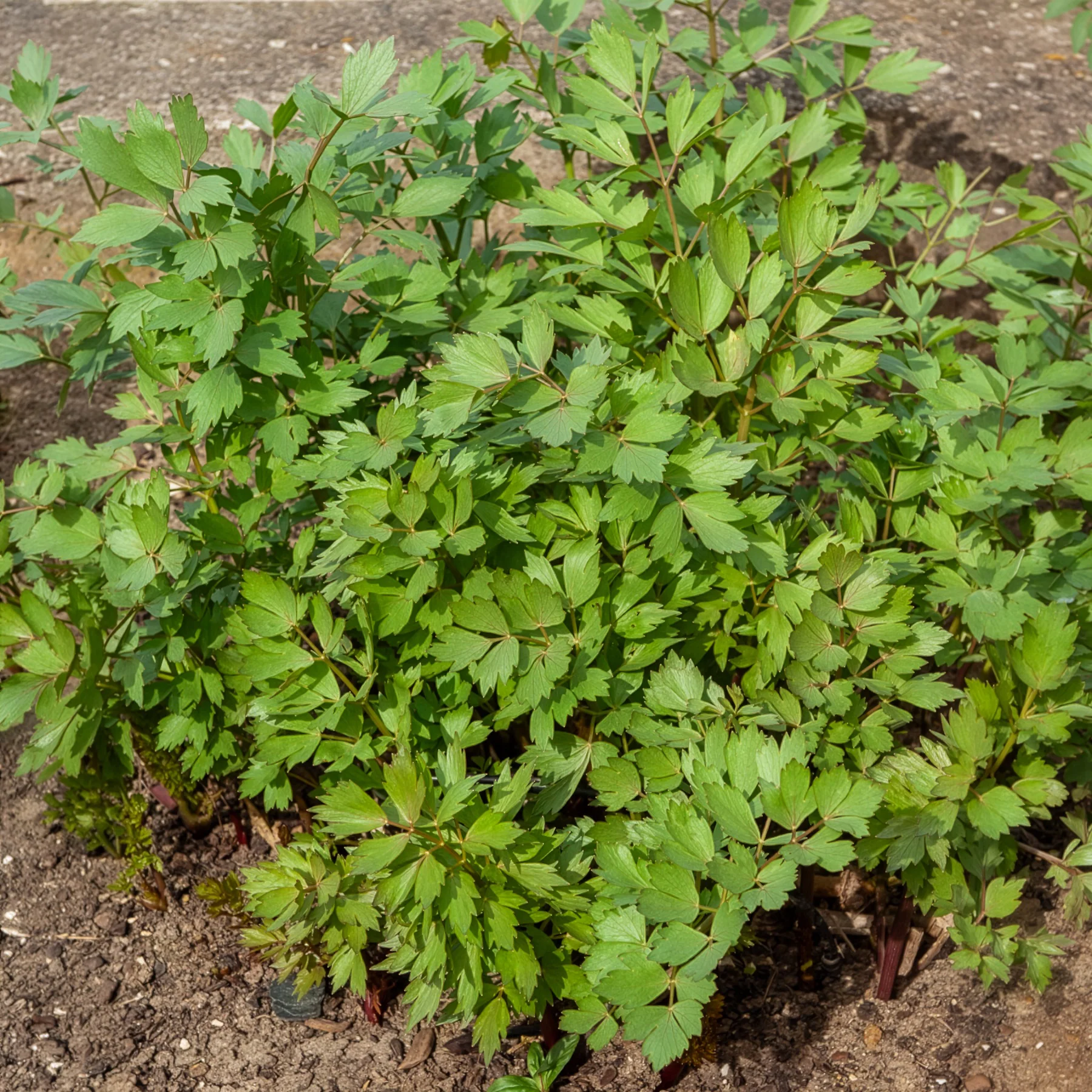 Miniatuur 1
