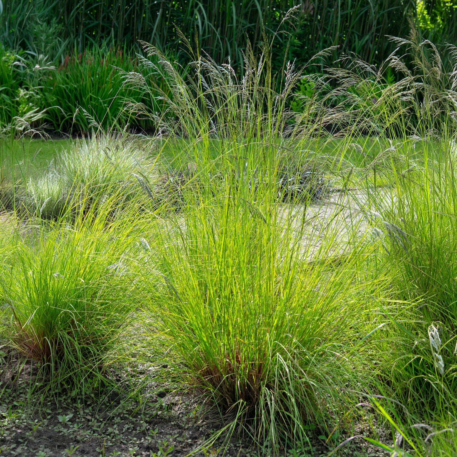 Miniatuur 2