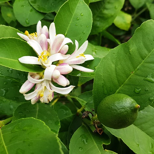 Miniatuur 2