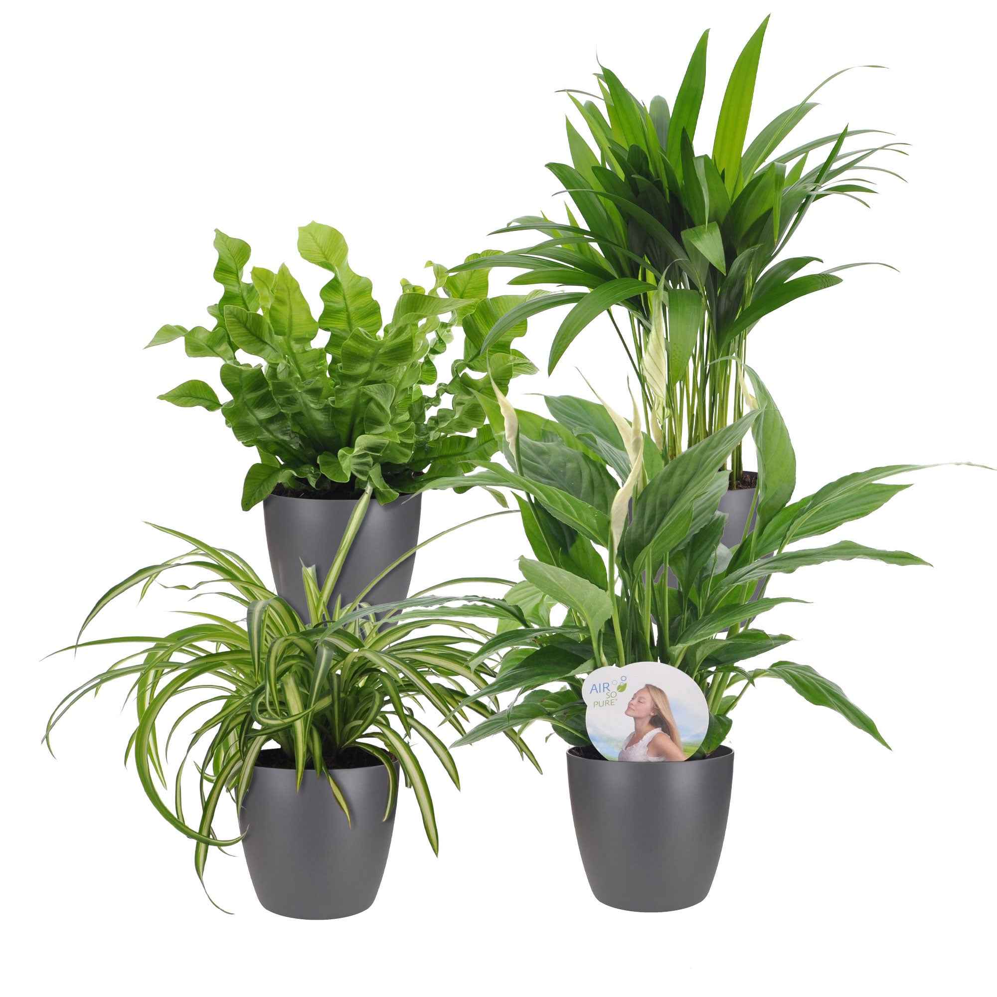 Miniatuur 2