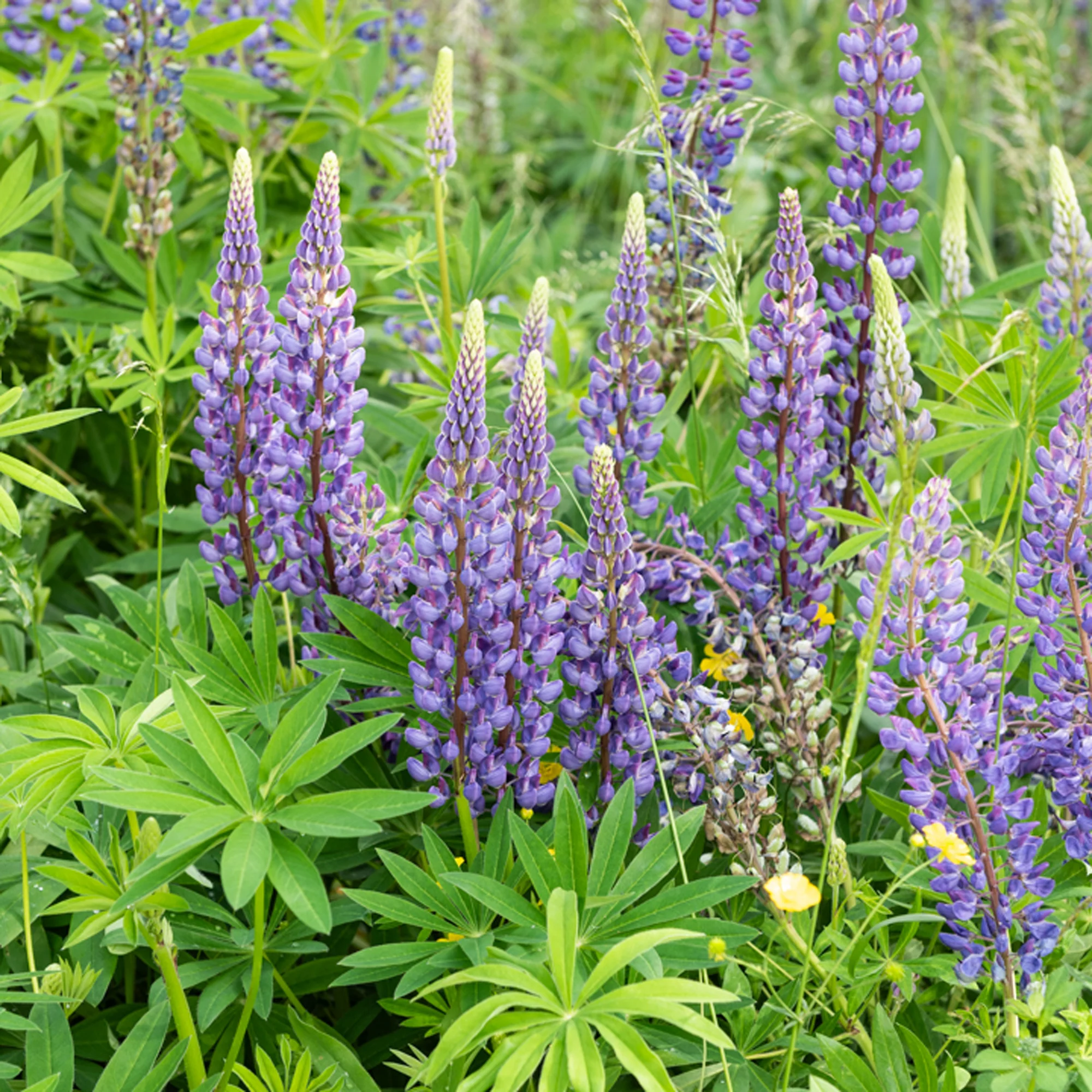 Miniatuur 2