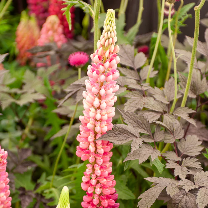 Miniatuur 1