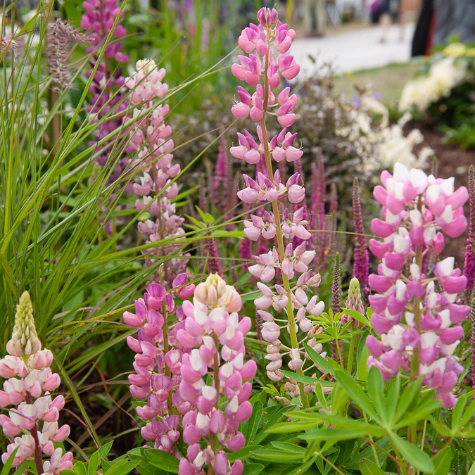Miniatuur 2
