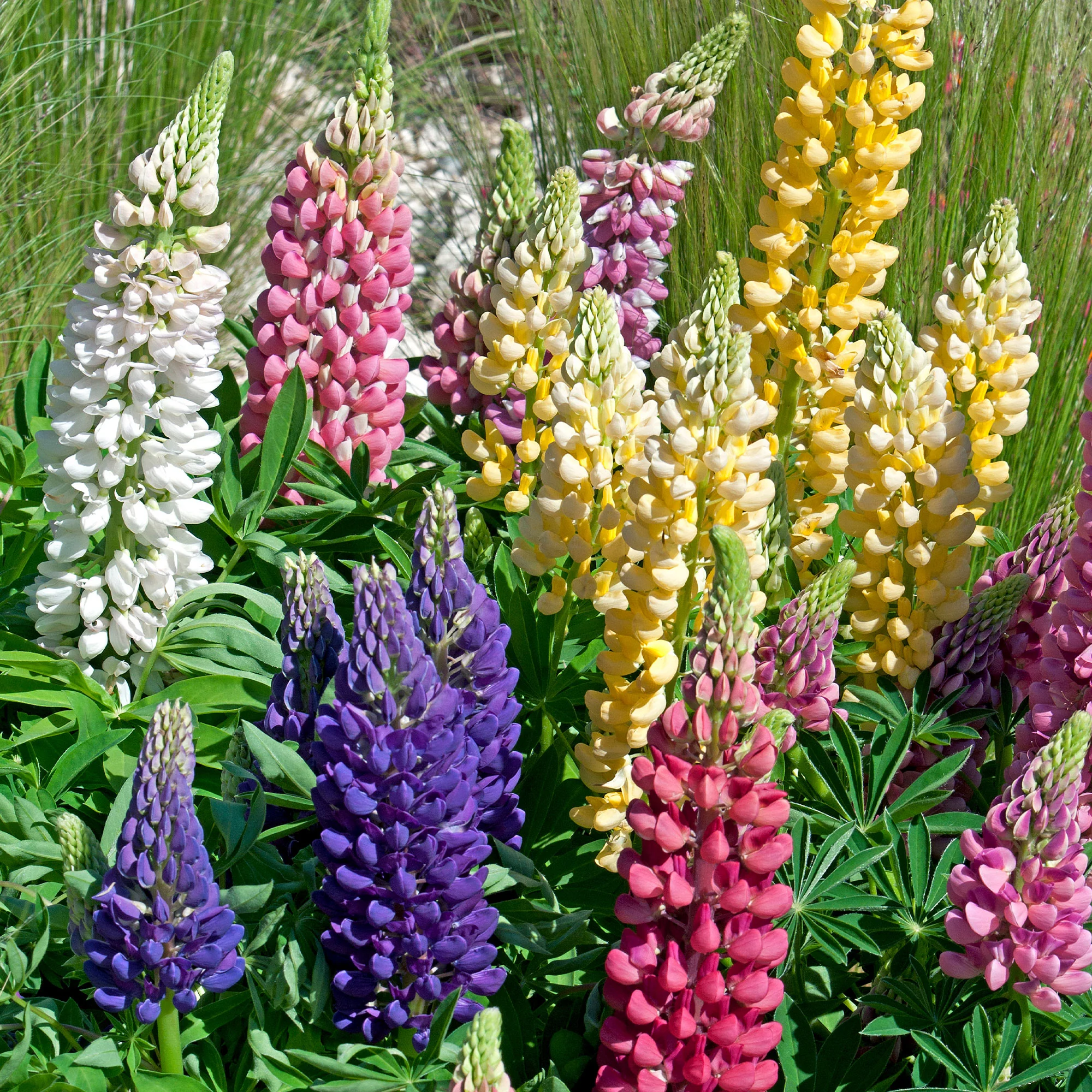 Miniatuur 1