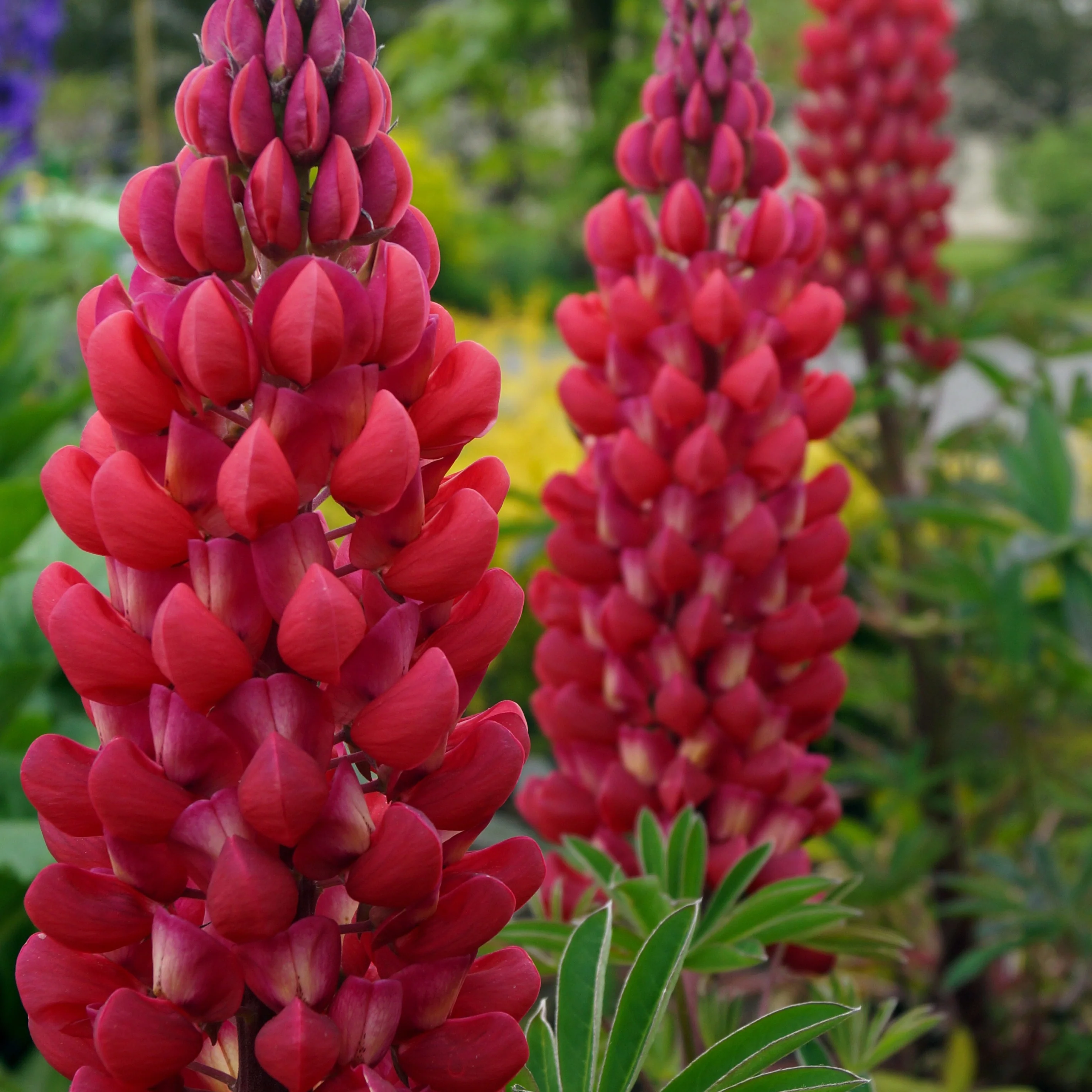 Miniatuur 2