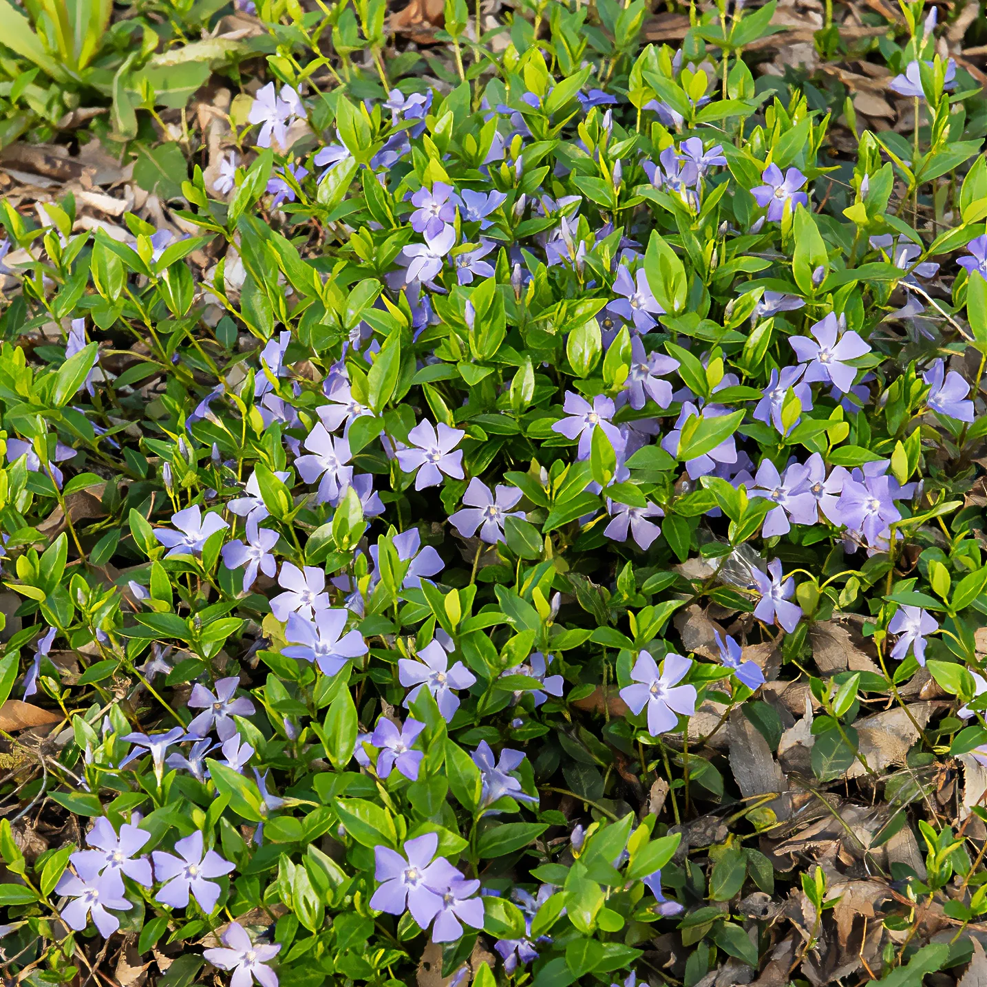 Miniatuur 2