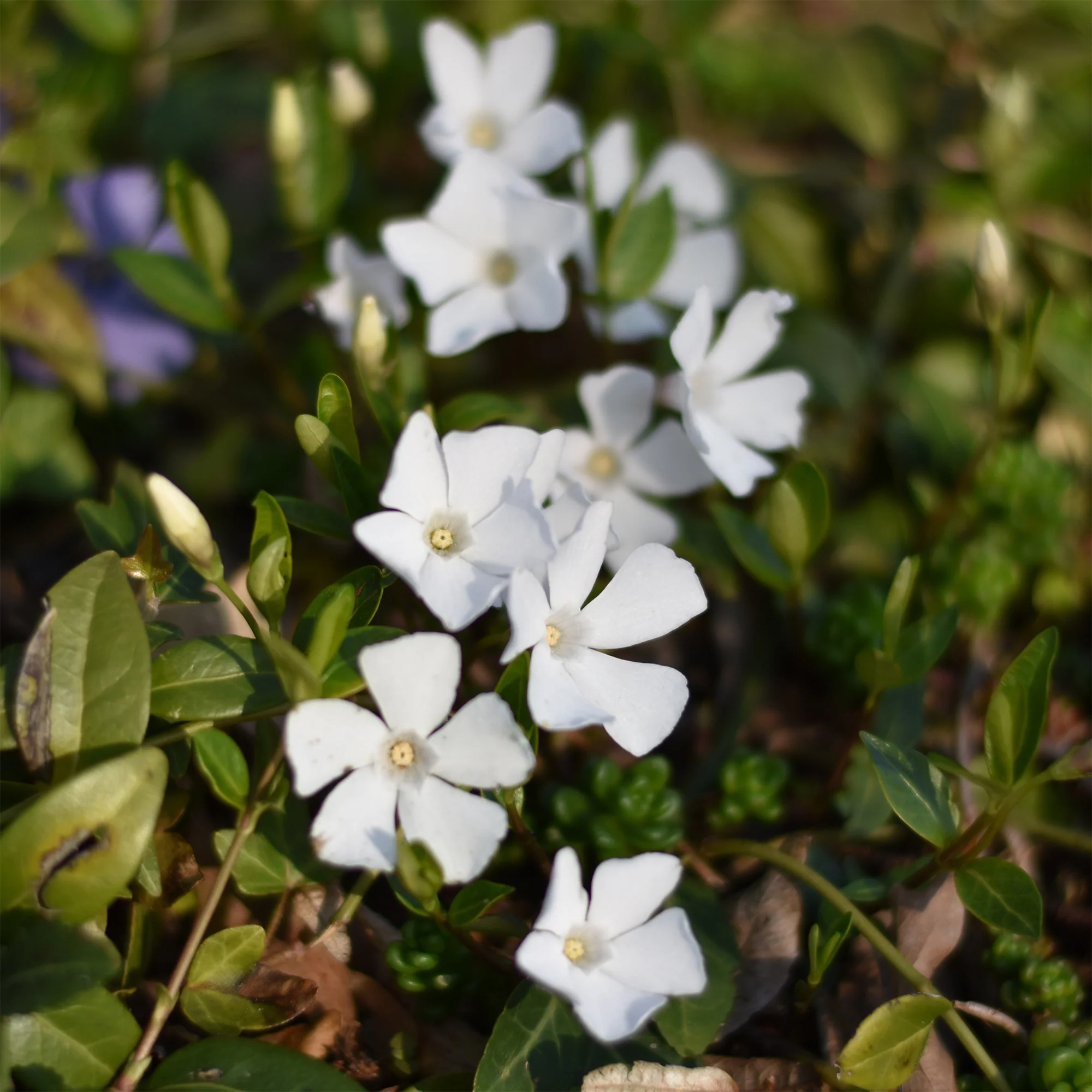 Miniatuur 2