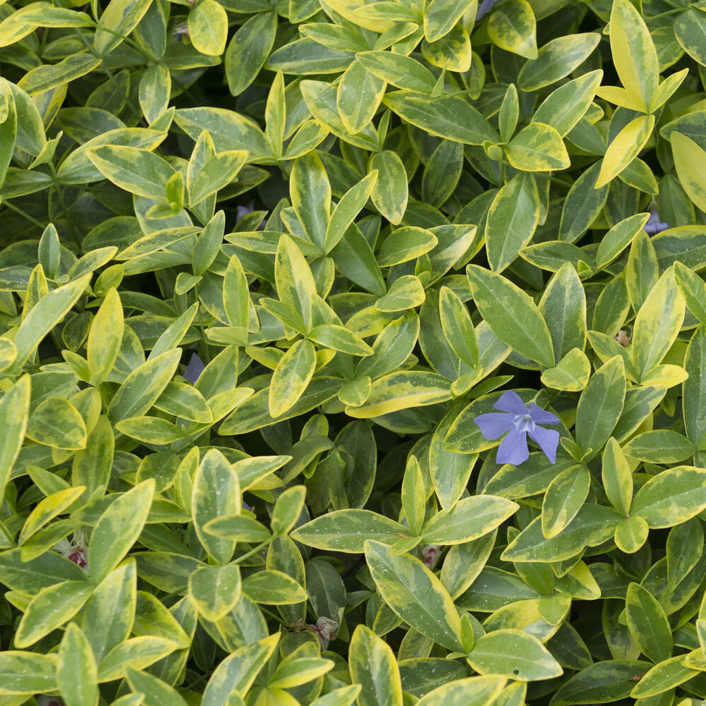 Miniatuur 2