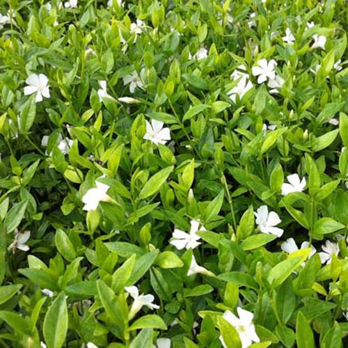 Miniatuur 1