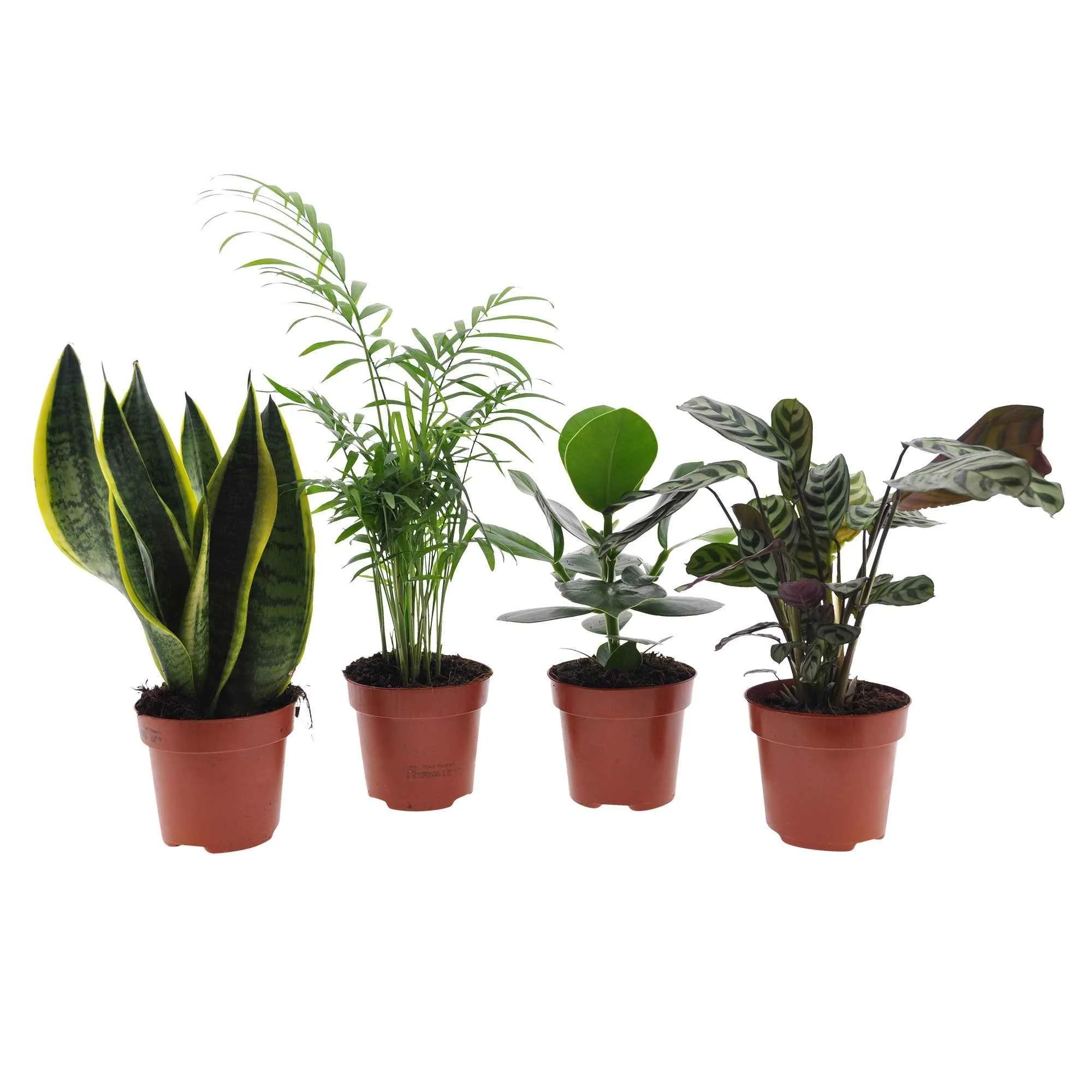 Miniatuur 1
