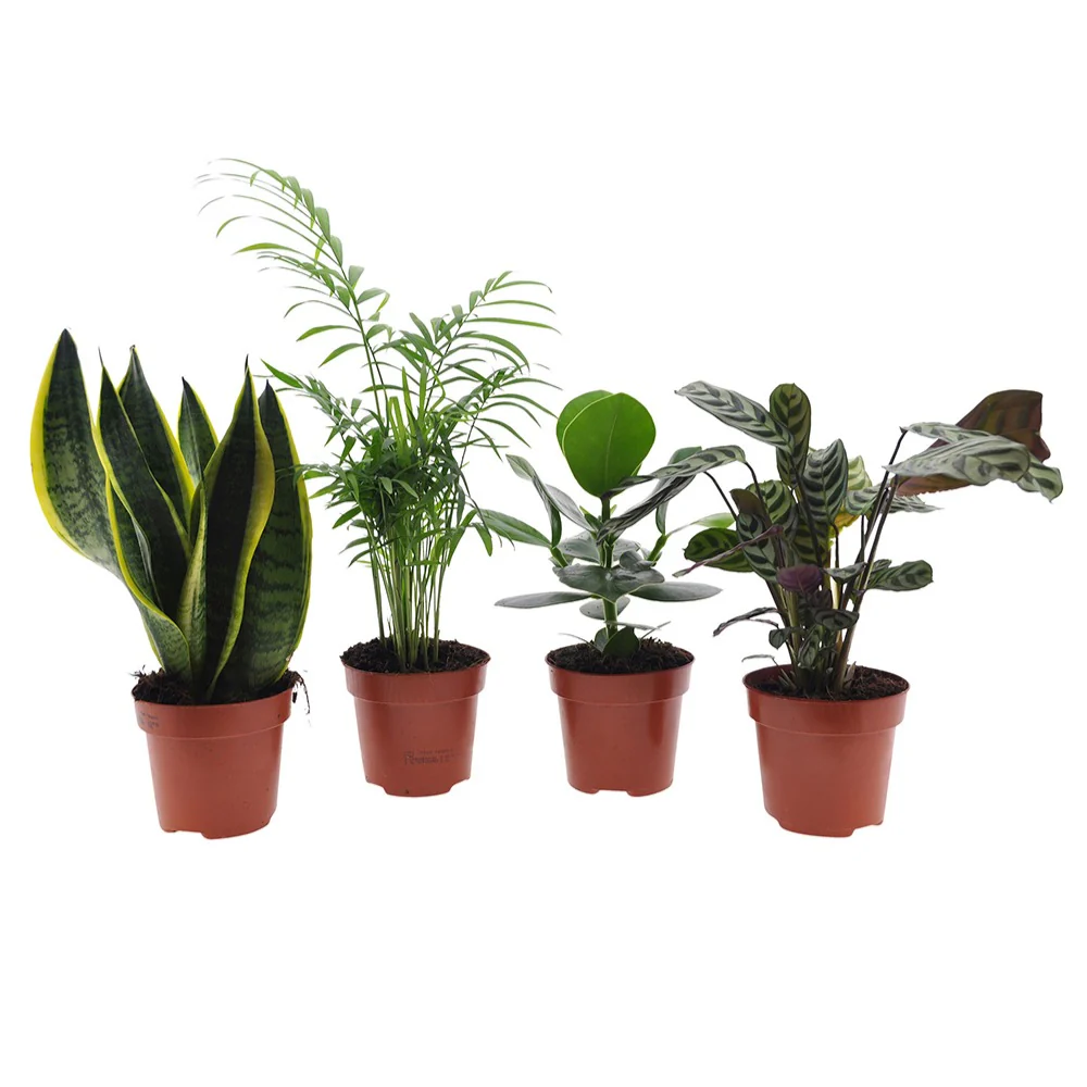 Miniatuur 2