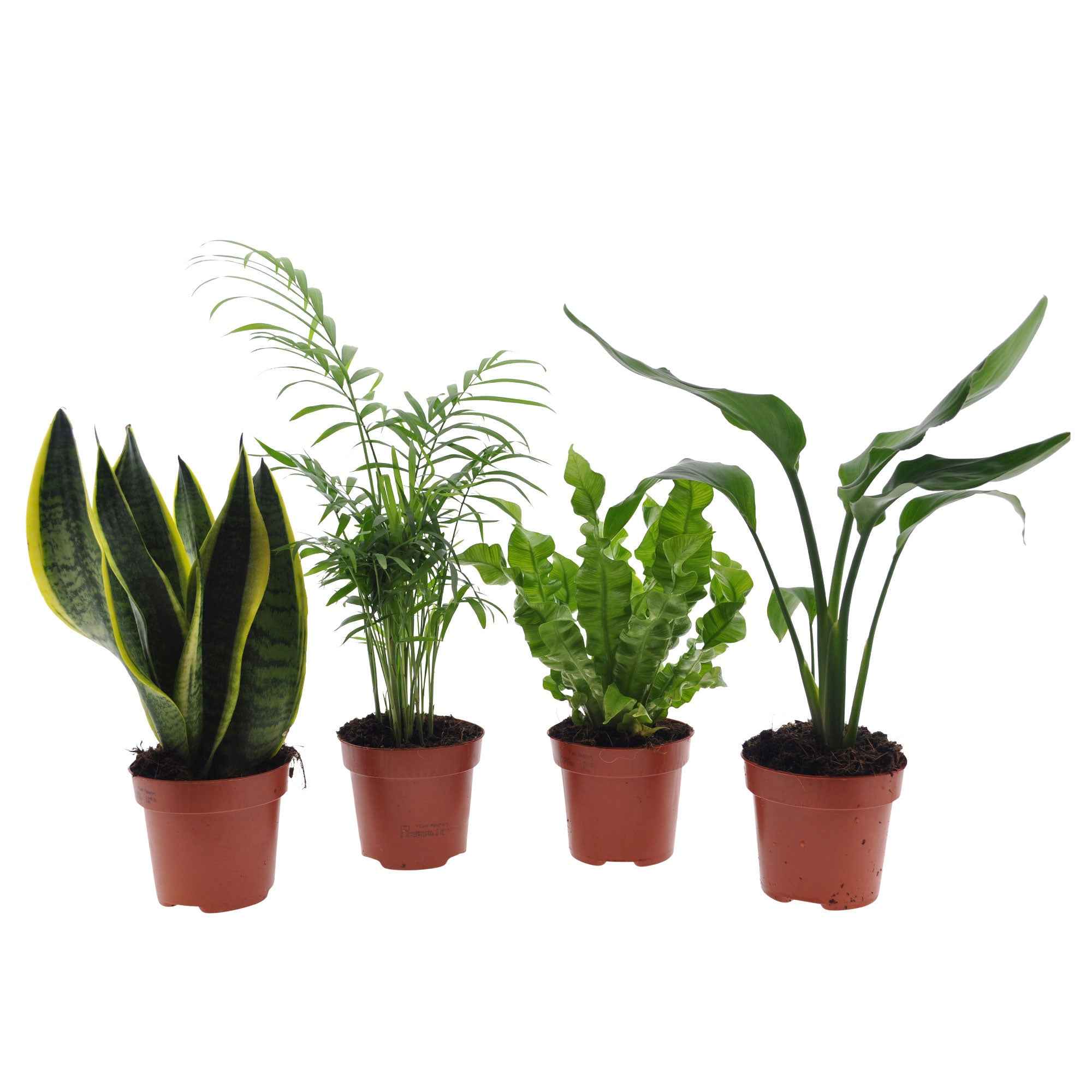 Miniatuur 2