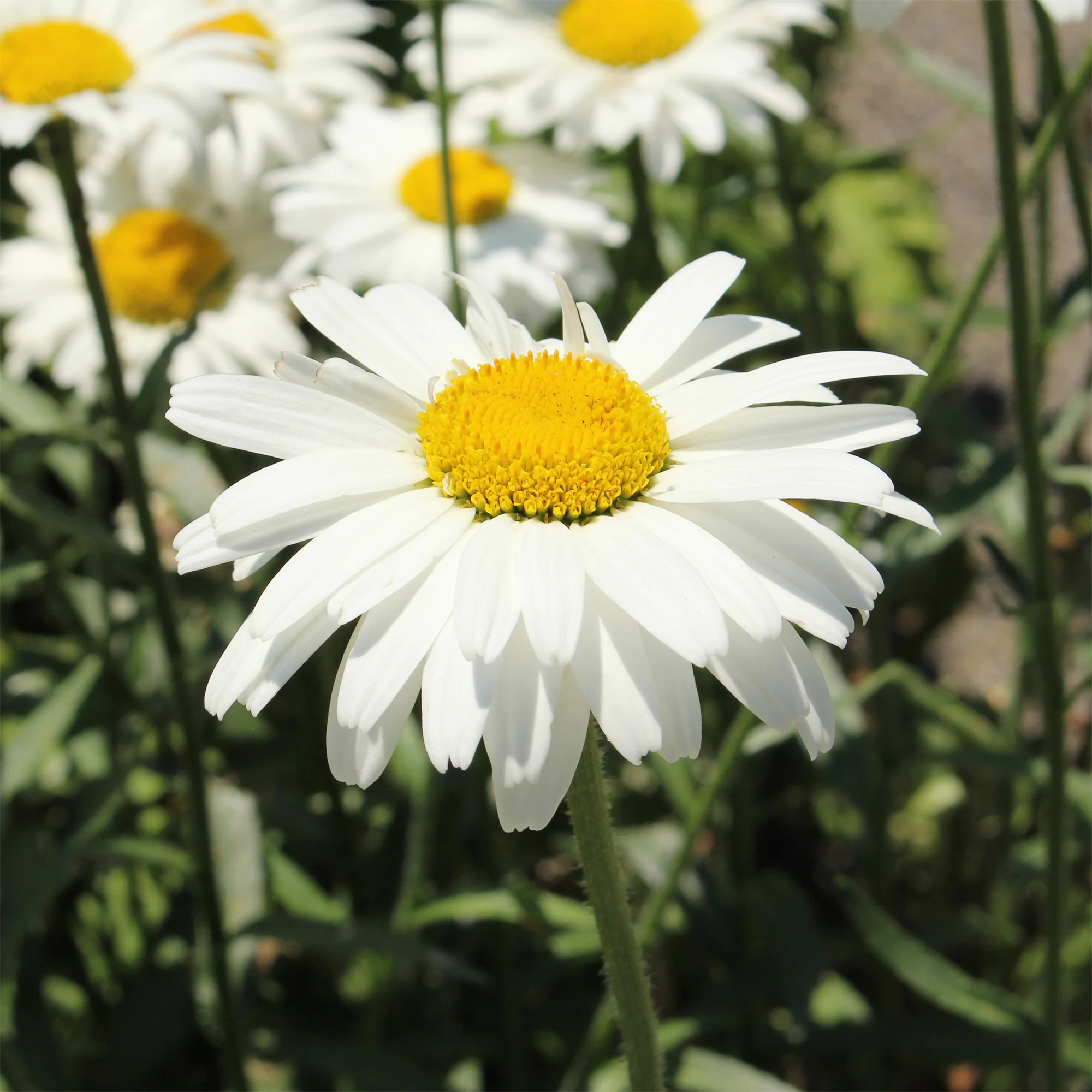 Miniatuur 2